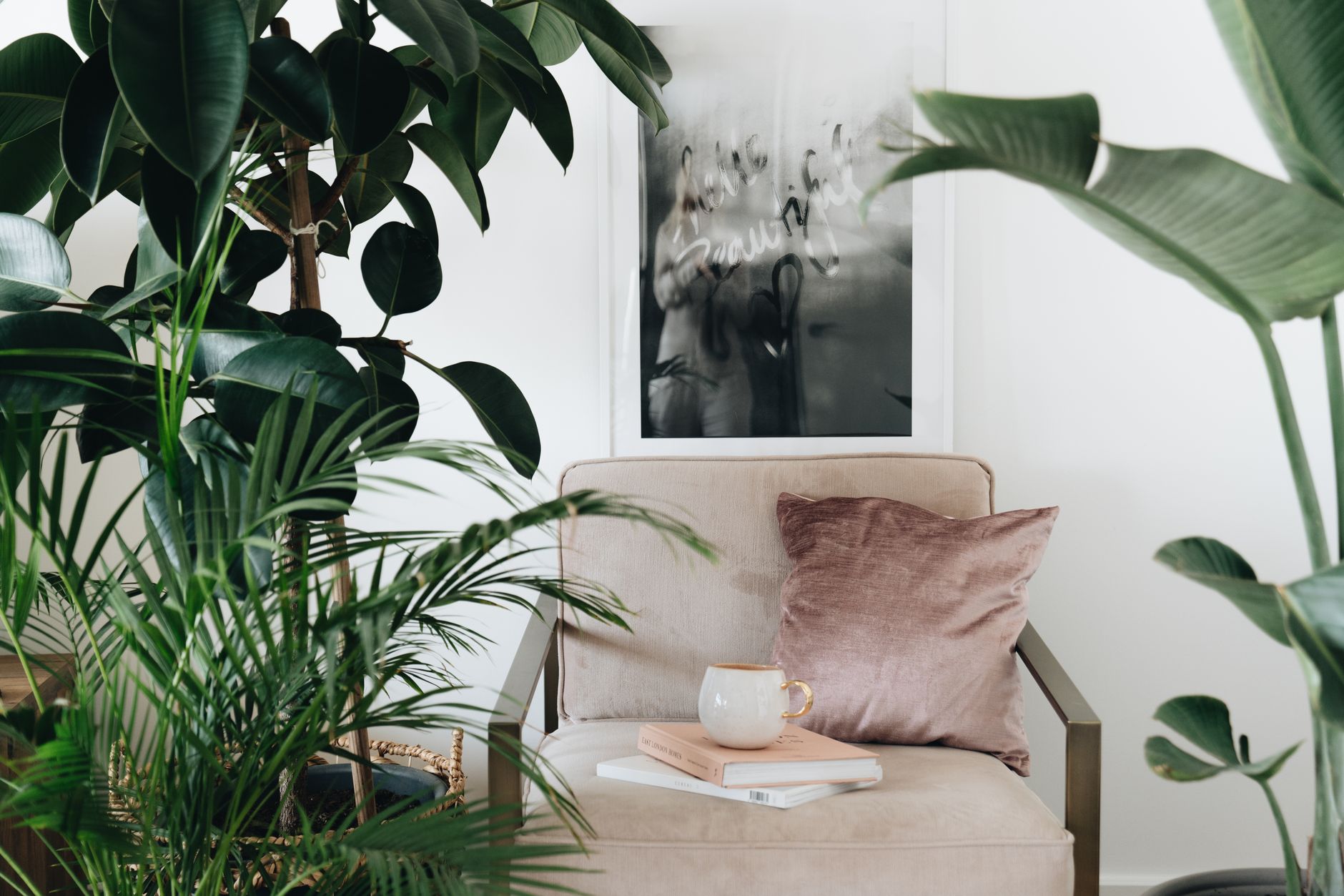 Rubber plant