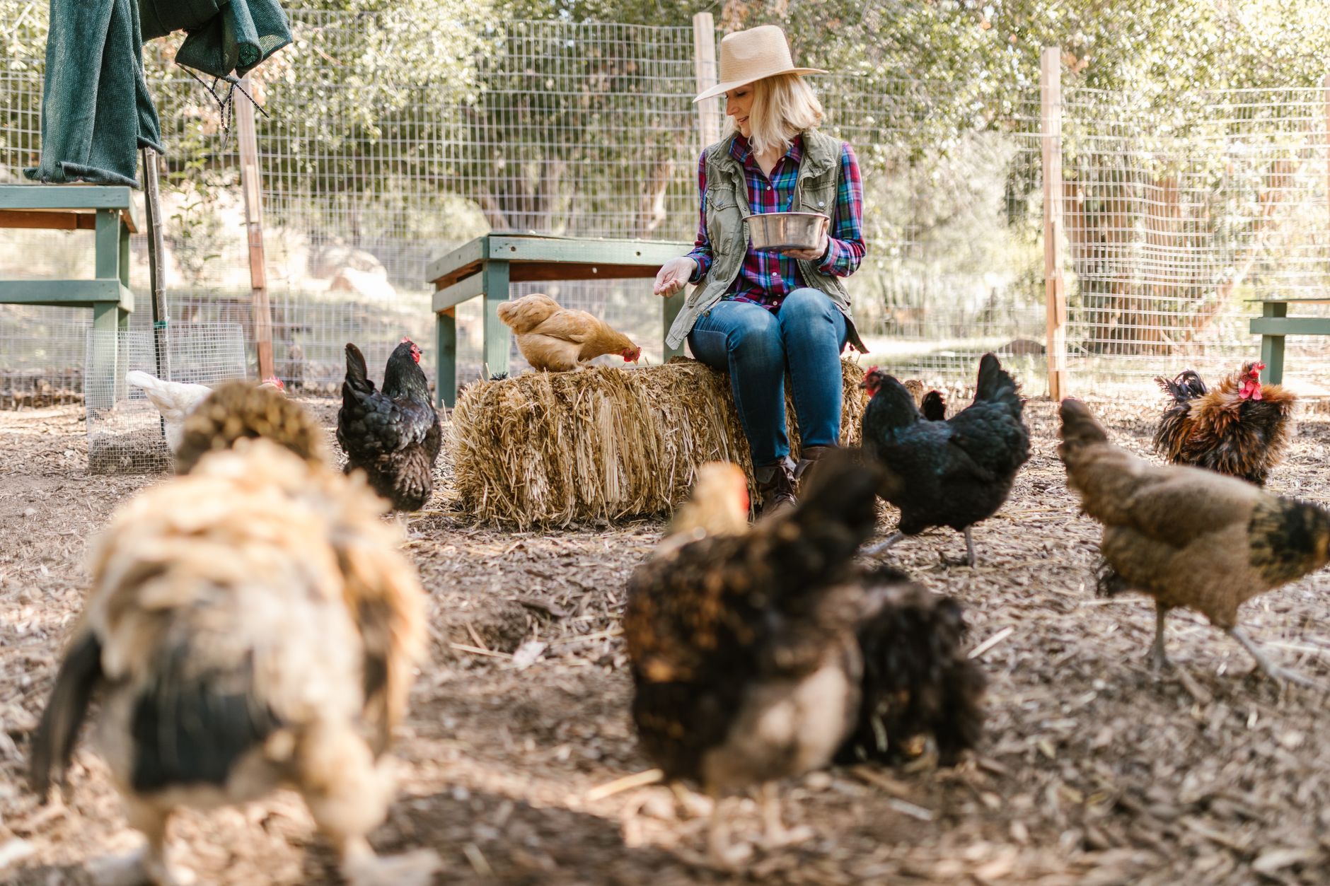 Beginner-friendly breed traits