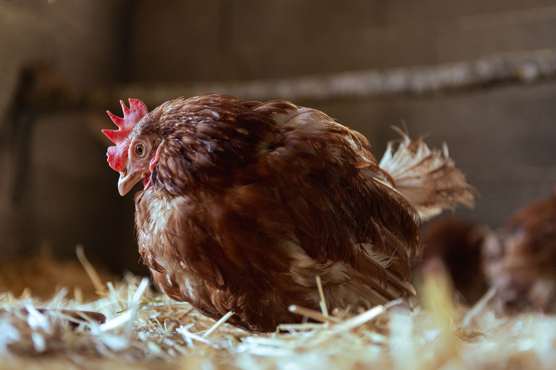 Rhode Island Red
