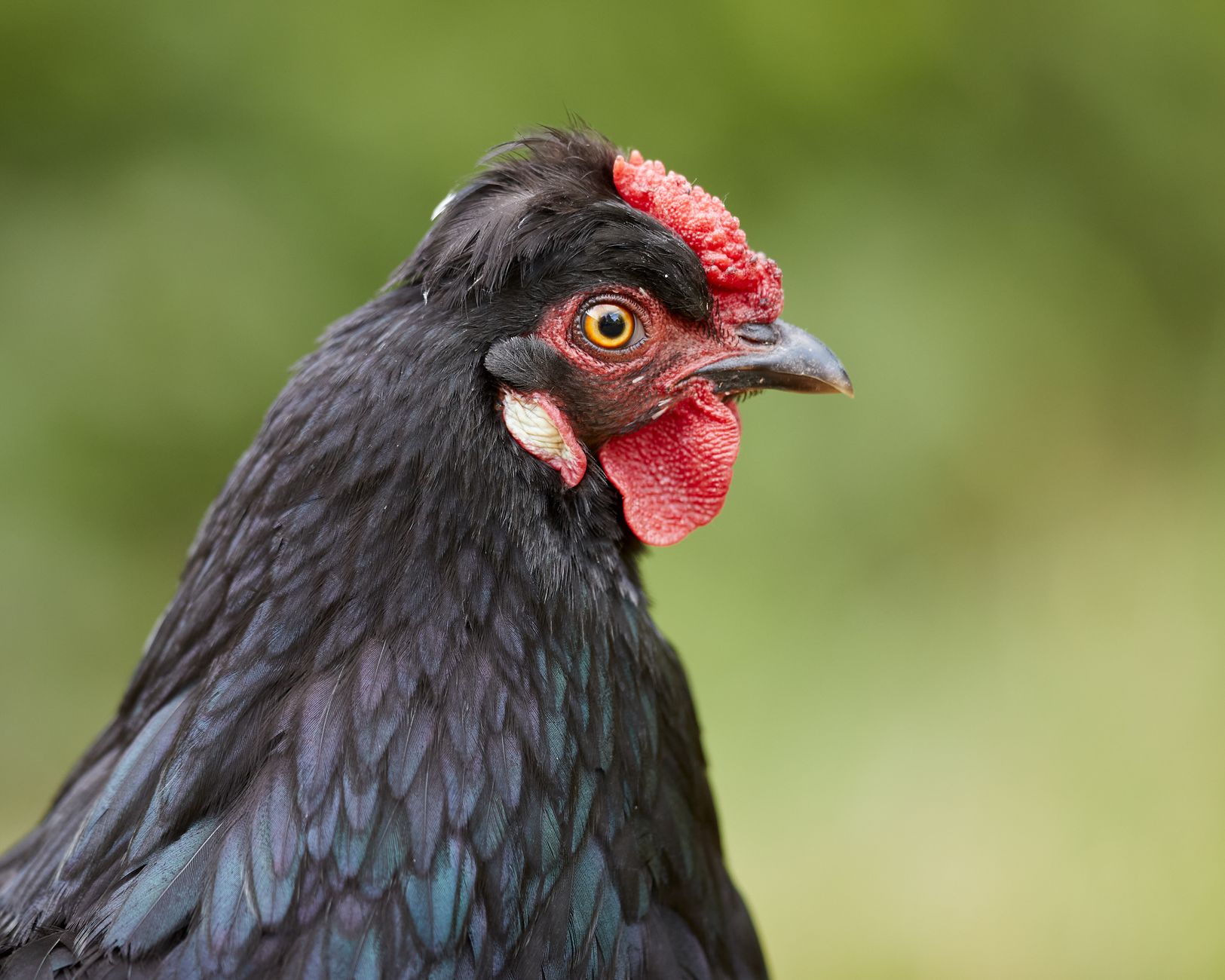Australorp