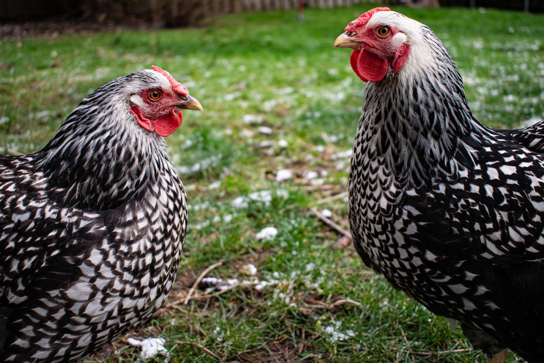 Other beginner breeds
