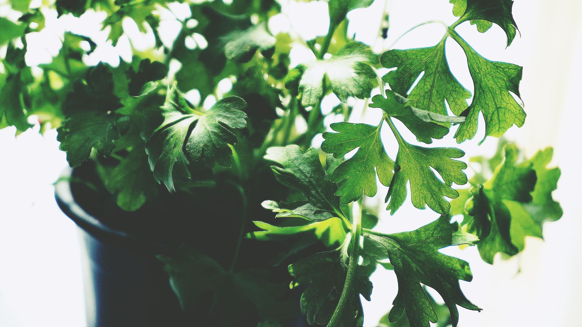 Watering herbs