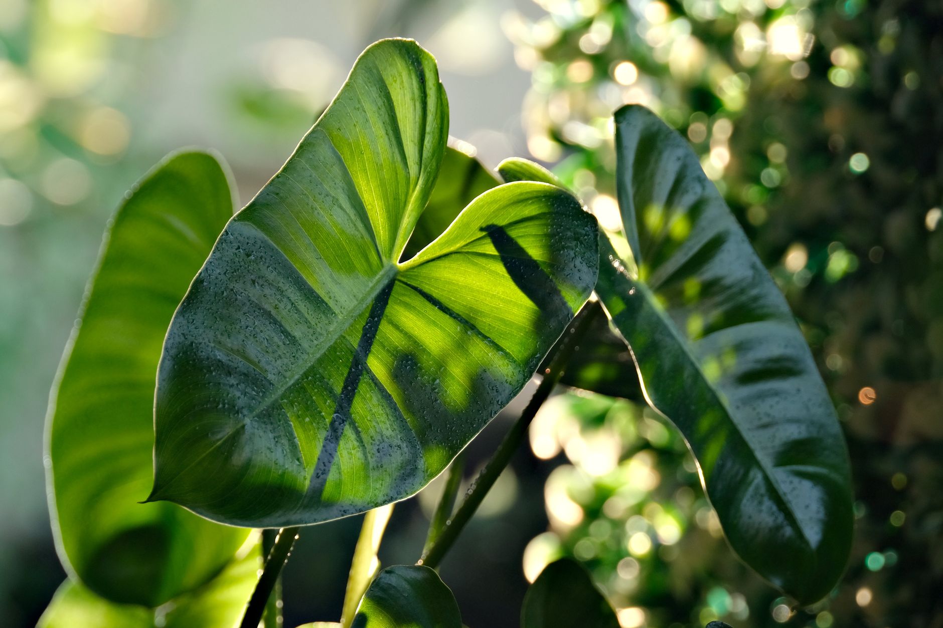Philodendron
