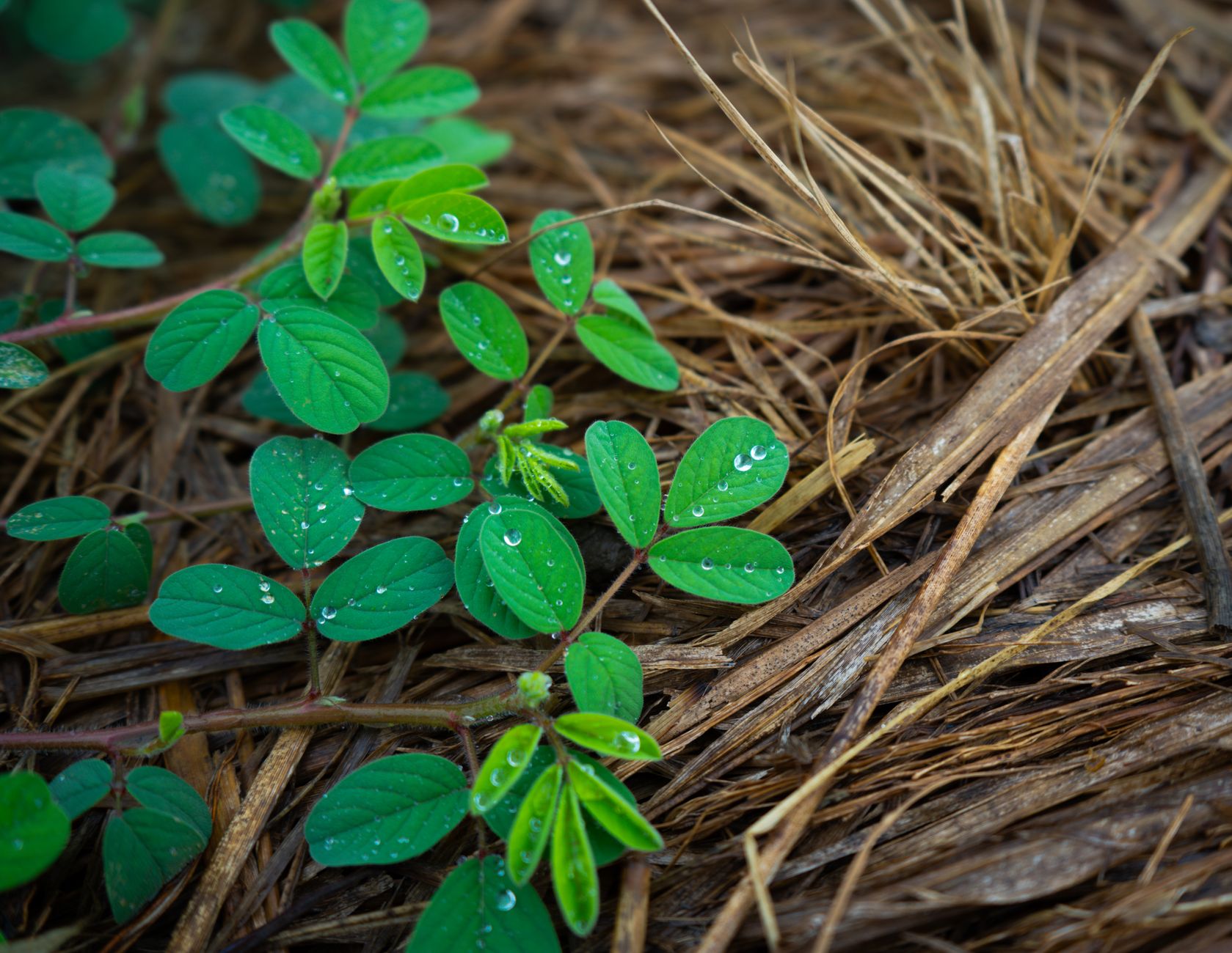 Avoiding mulching mistakes