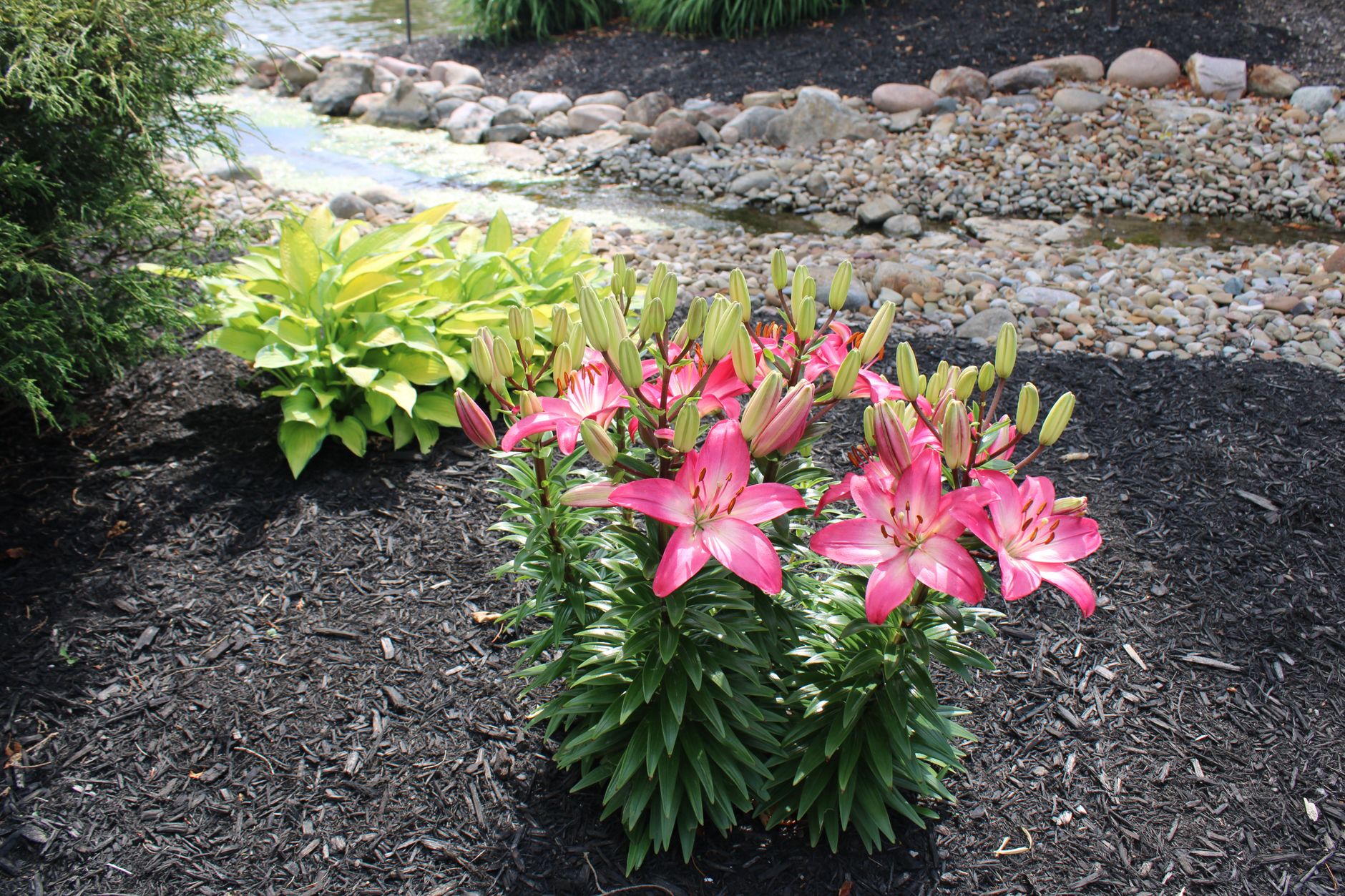 Watering and mulching