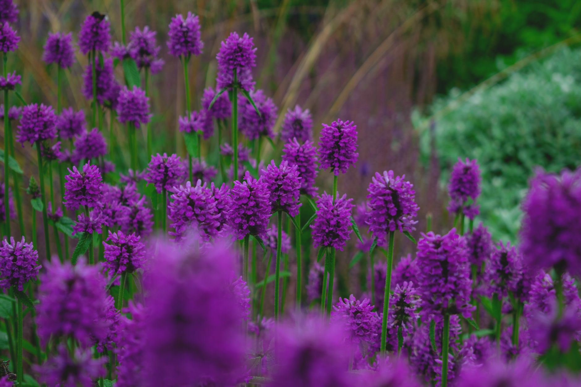 Deadheading