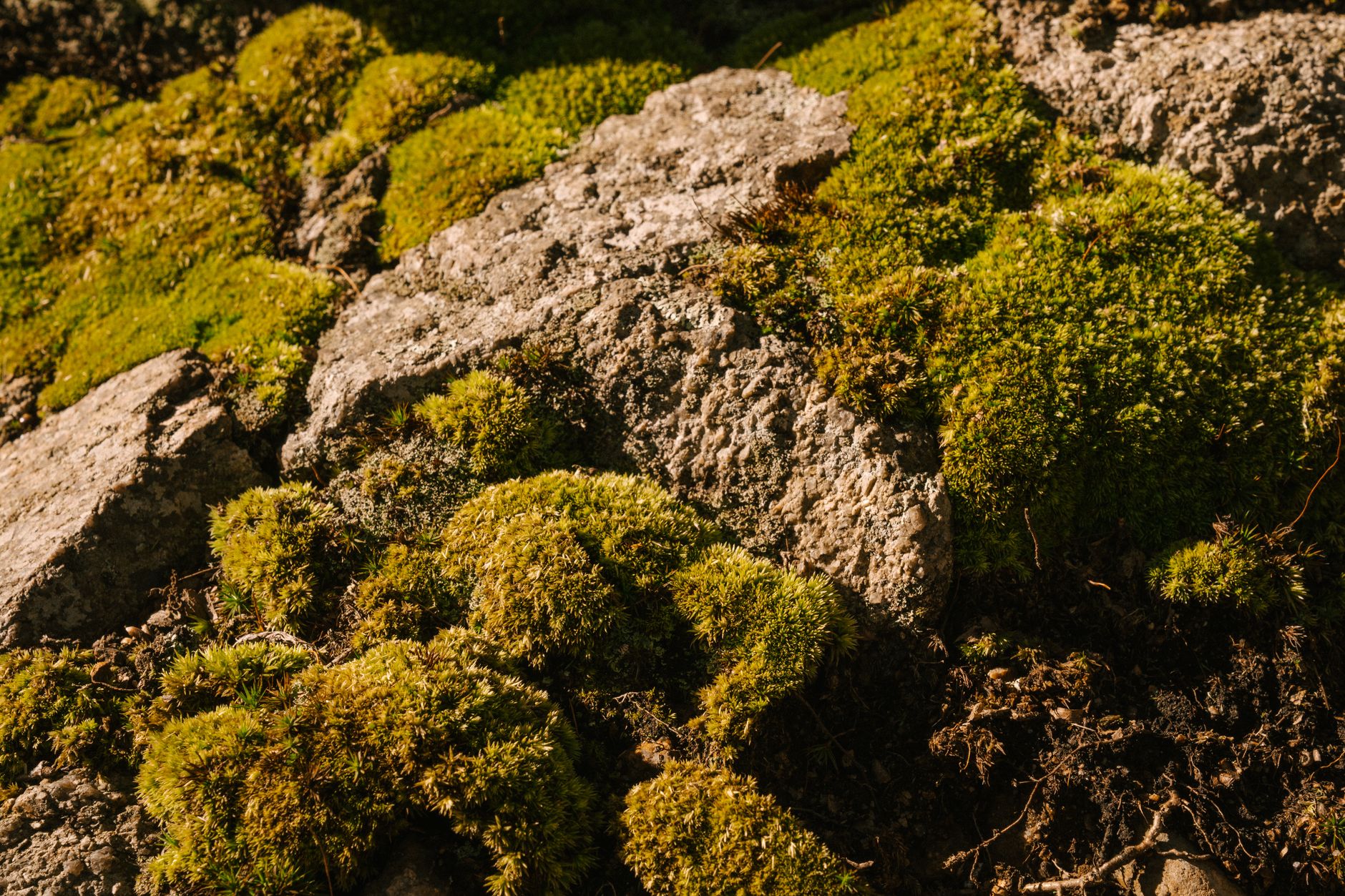 Peat moss vs. coconut coir