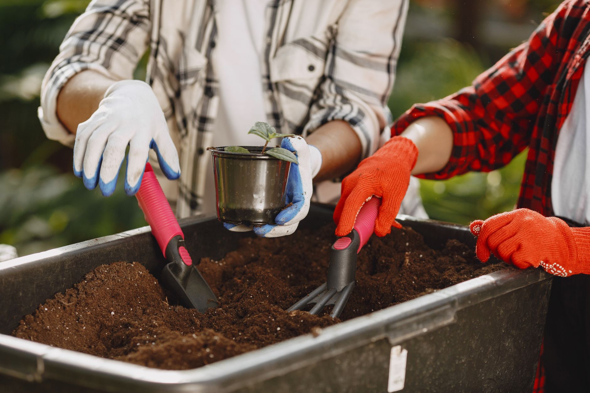 Compacted soil versus raised bed mix