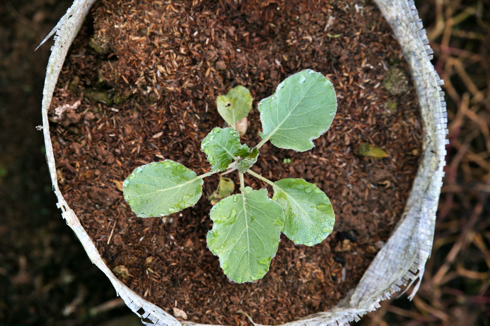 Bulk versus bagged soil