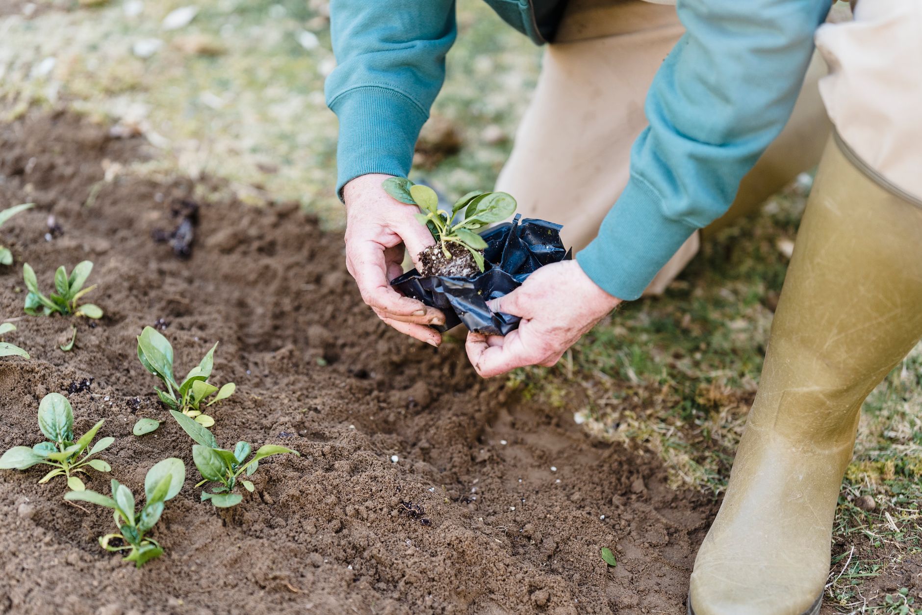 Testing soil pH in a raised bed