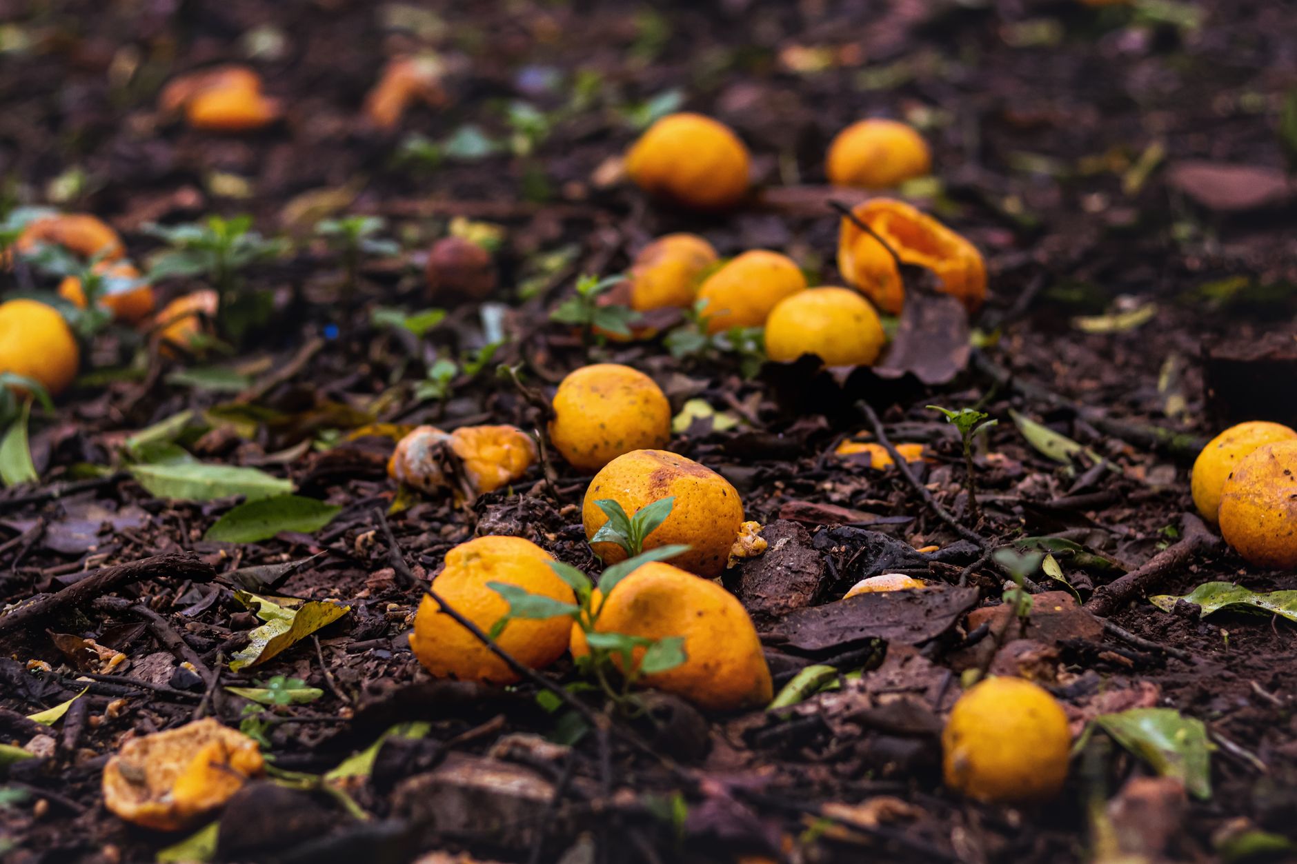 Improving clay soil