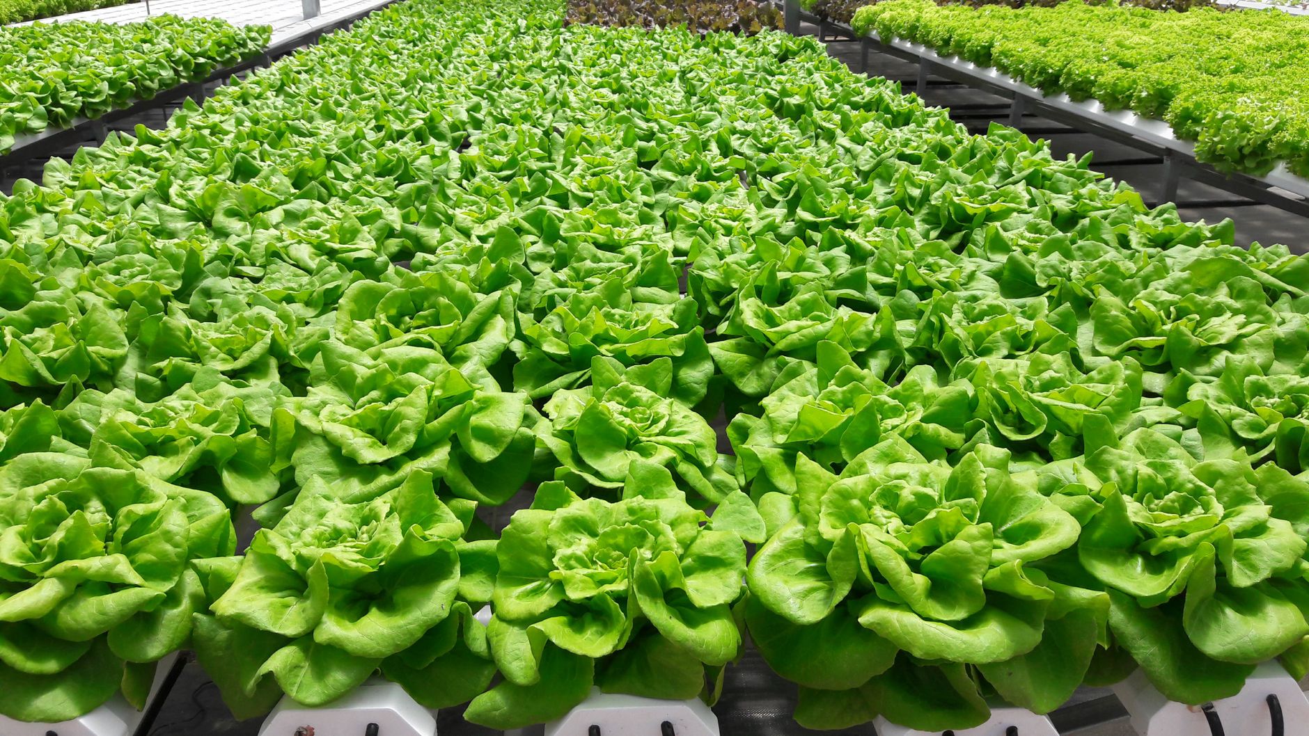 Crop-specific soil needs
