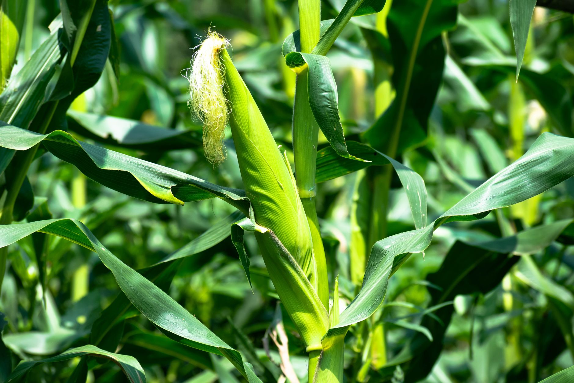 Nitrogen-hungry crops benefiting from blood meal