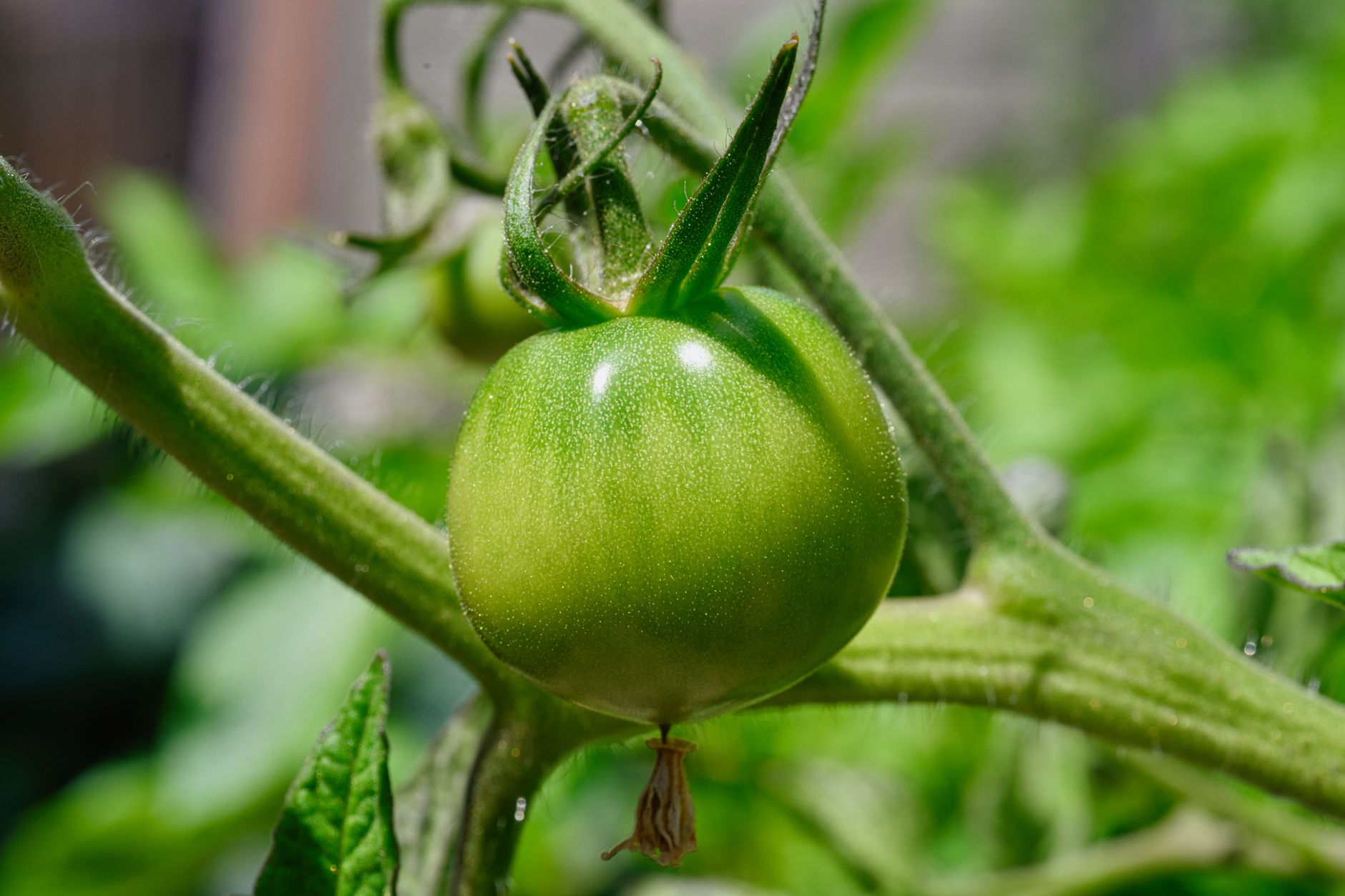 Blossom end rot causes