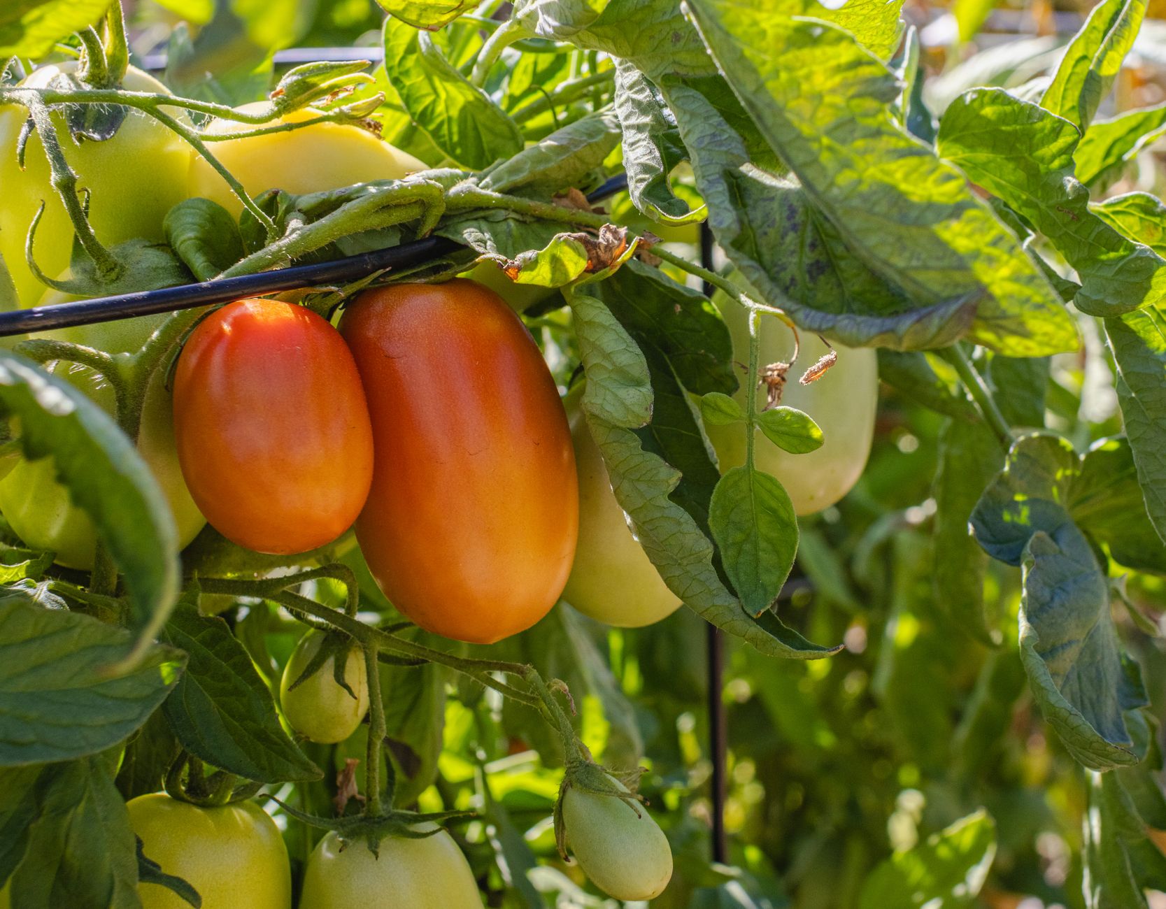 Avoid over-fertilizing