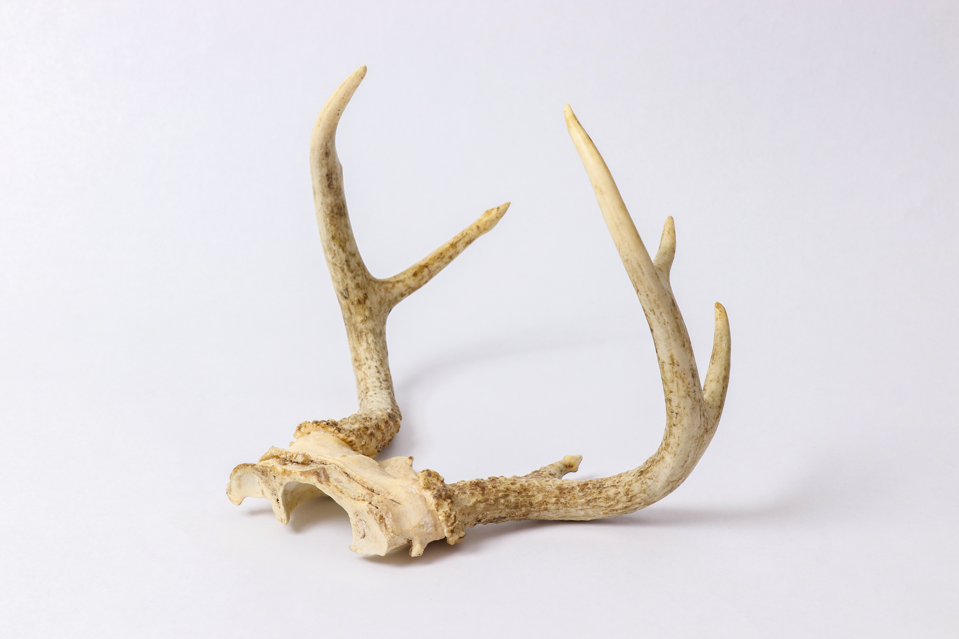 Bone meal nutrient composition