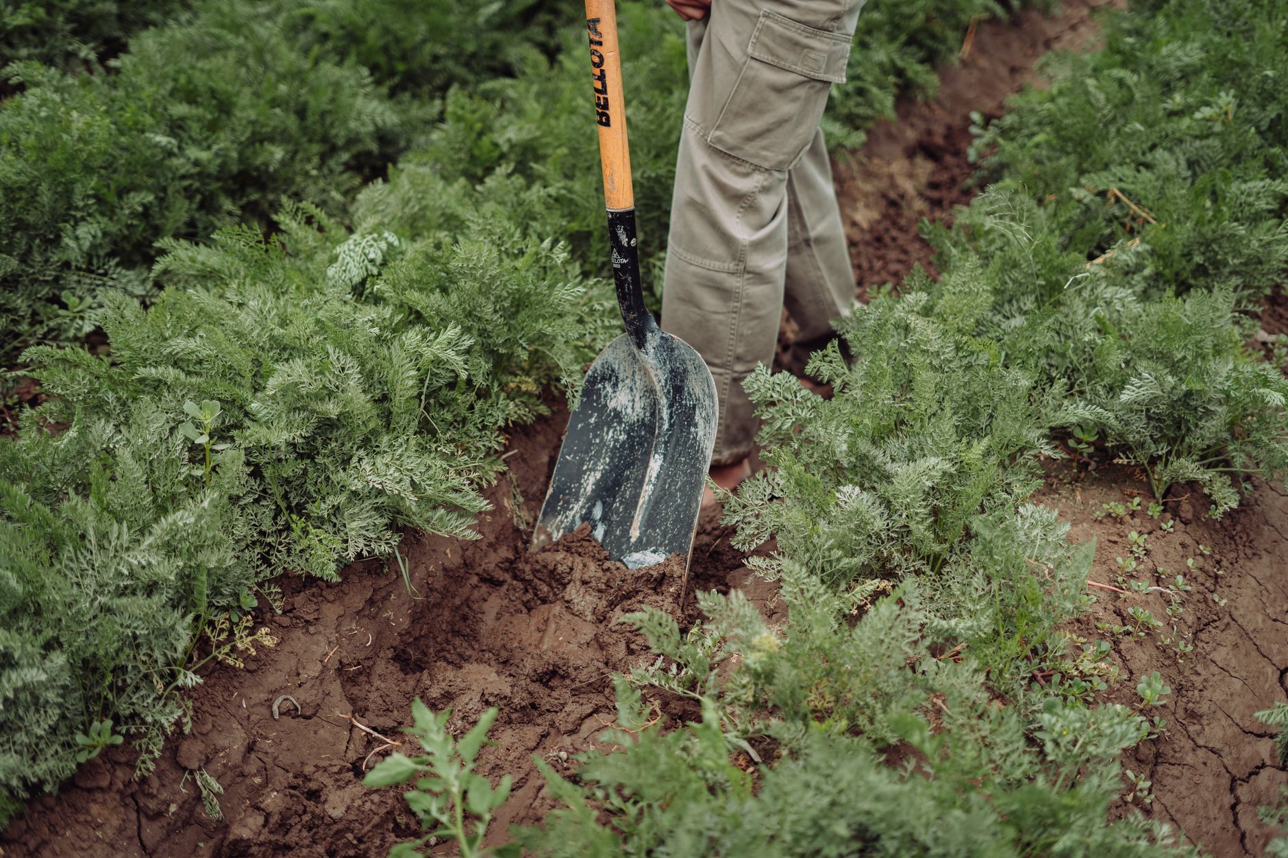 Testing soil pH for bone meal suitability