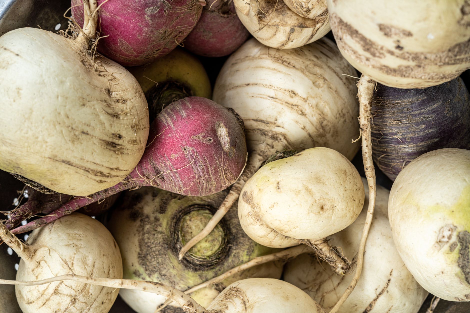 Plants that benefit from bone meal