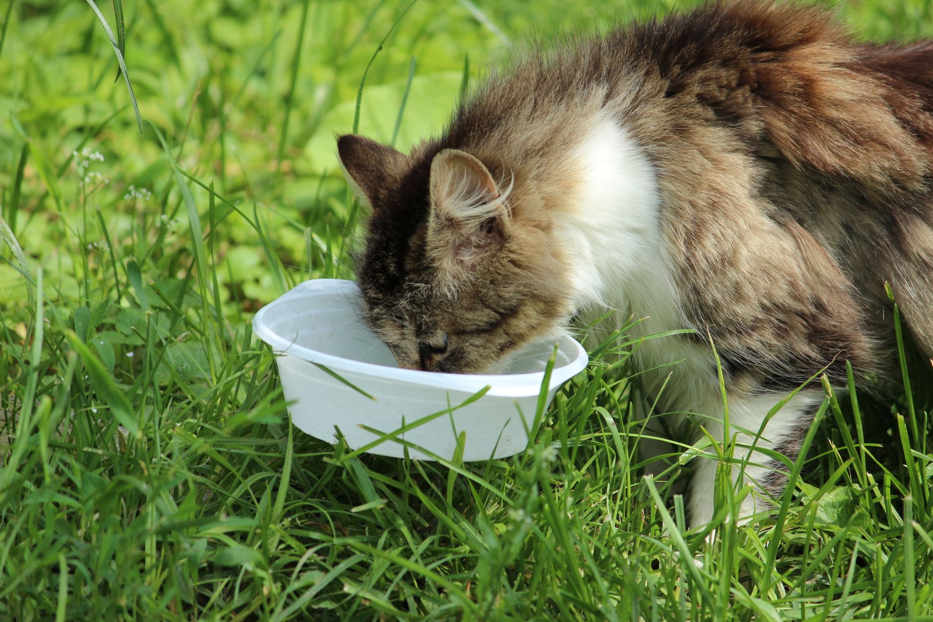 Pet safety with bone meal