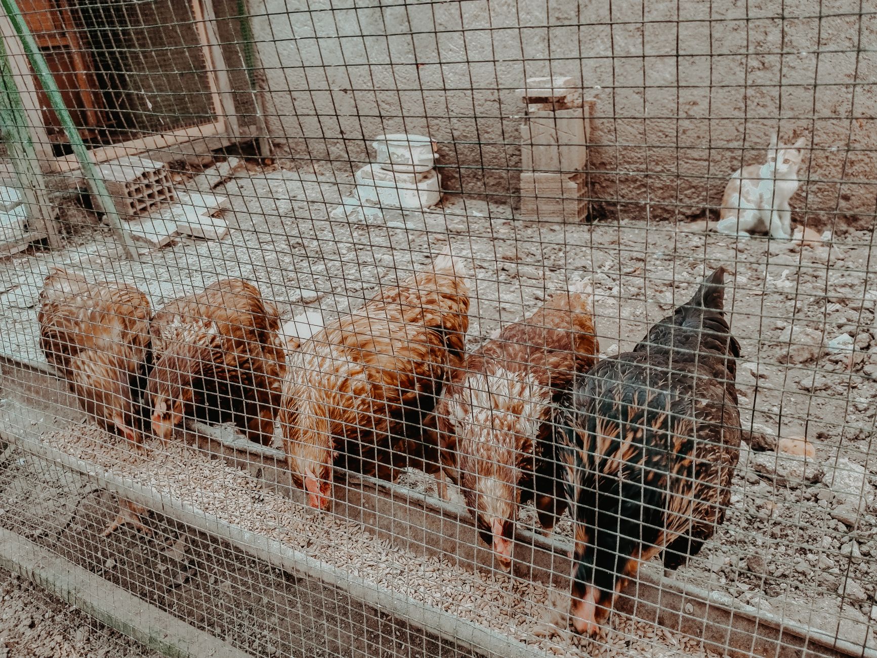 Planning chicken coop size