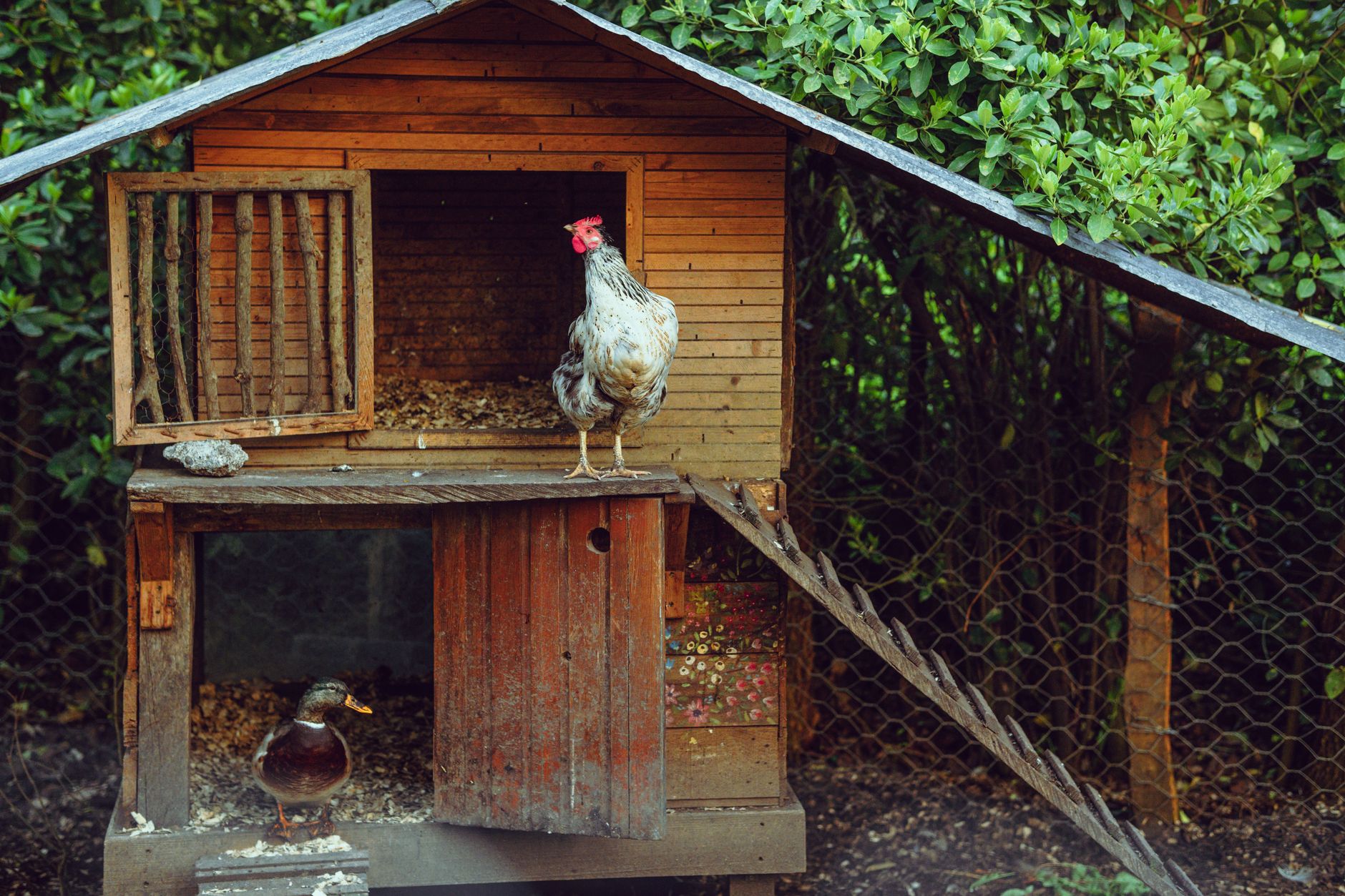 Choosing a coop location