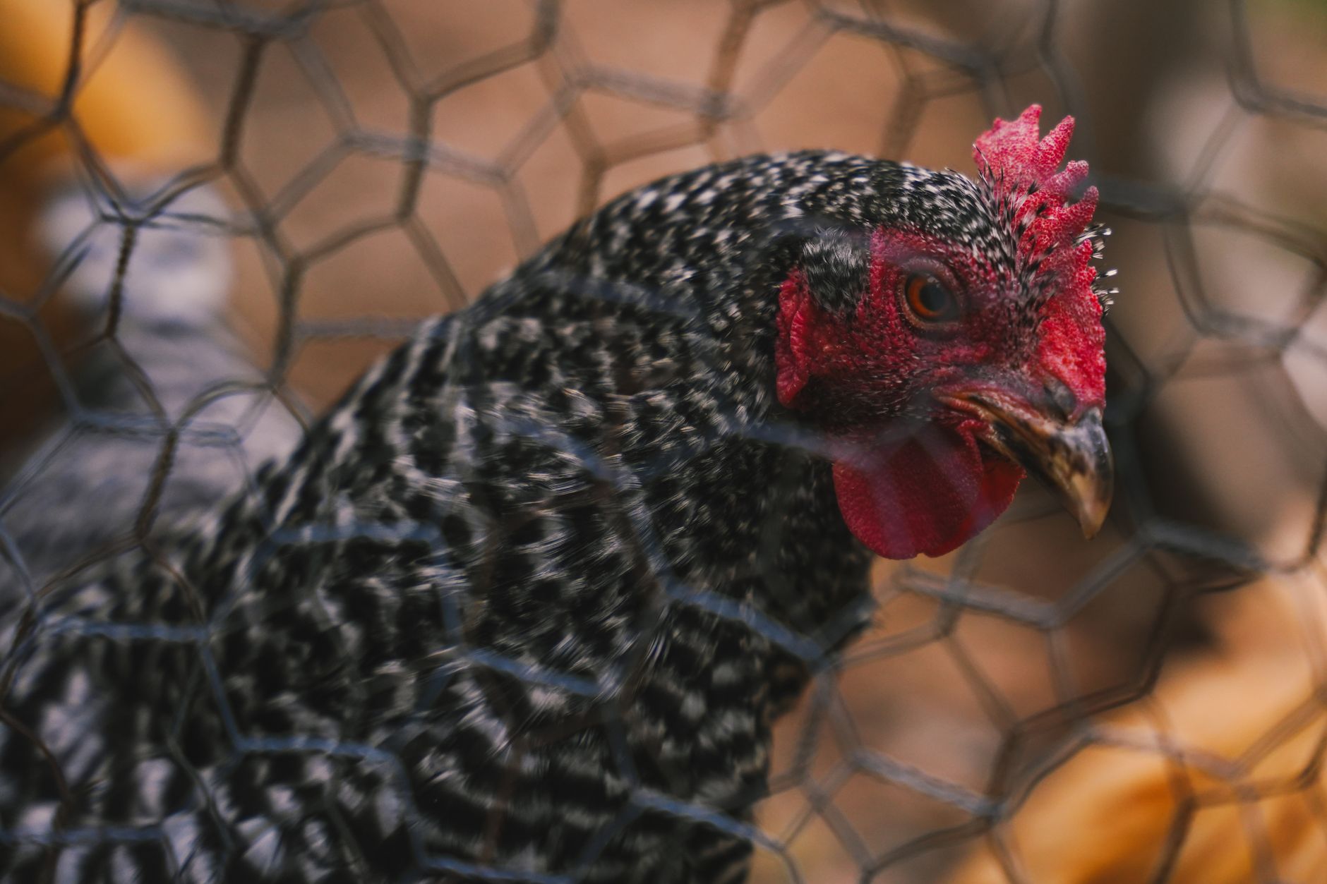 Predator-proofing a chicken coop