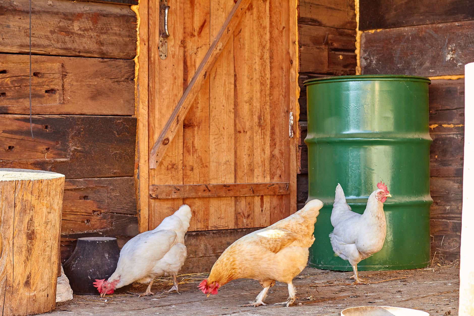 Chicken run attached to coop
