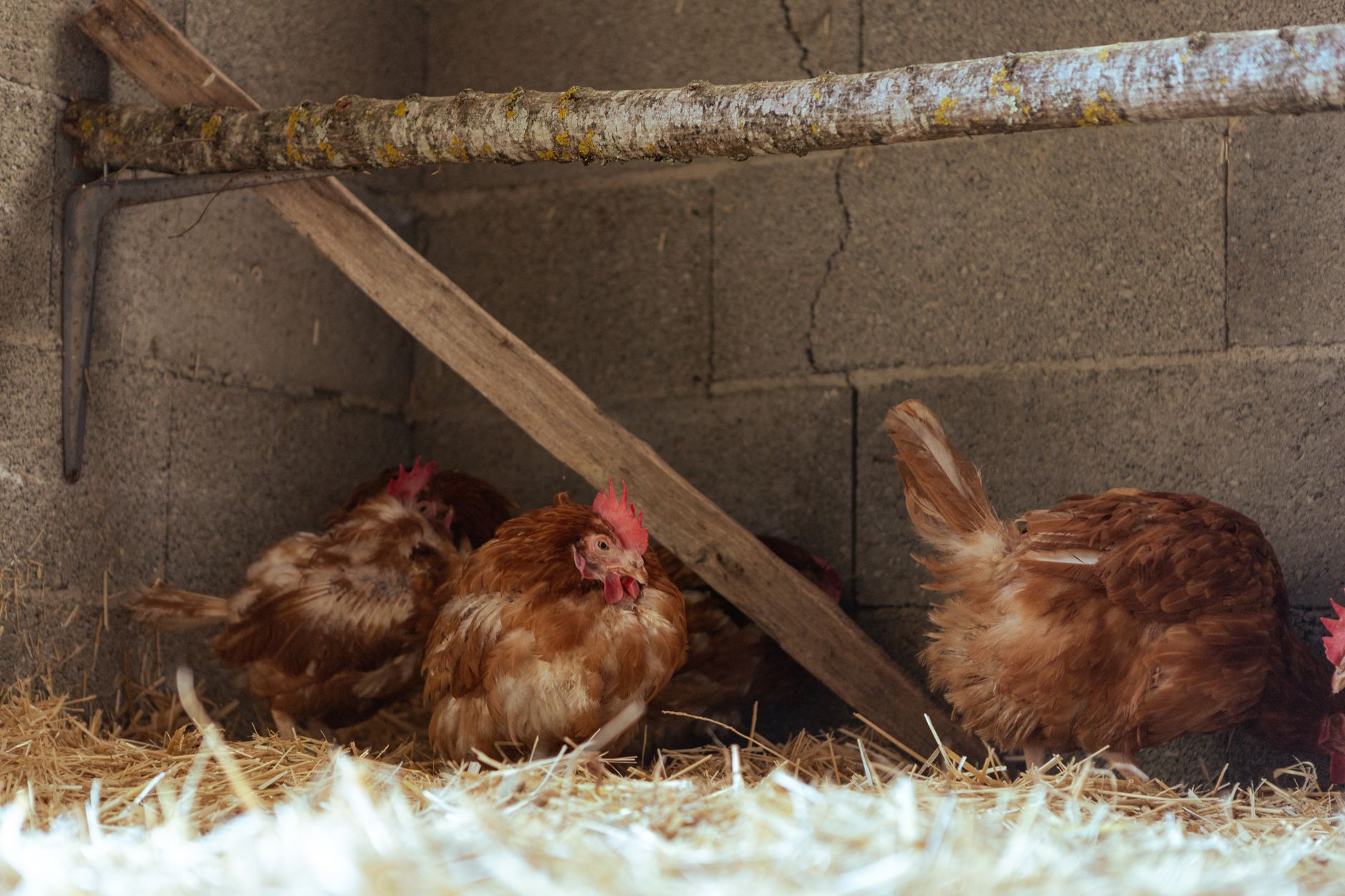 Clean-out features for chicken coop