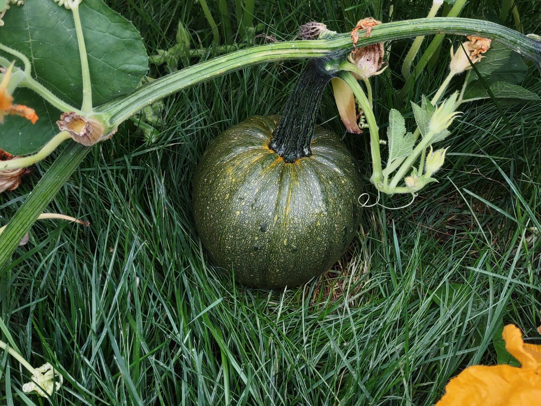 Food safety guidelines for manure use