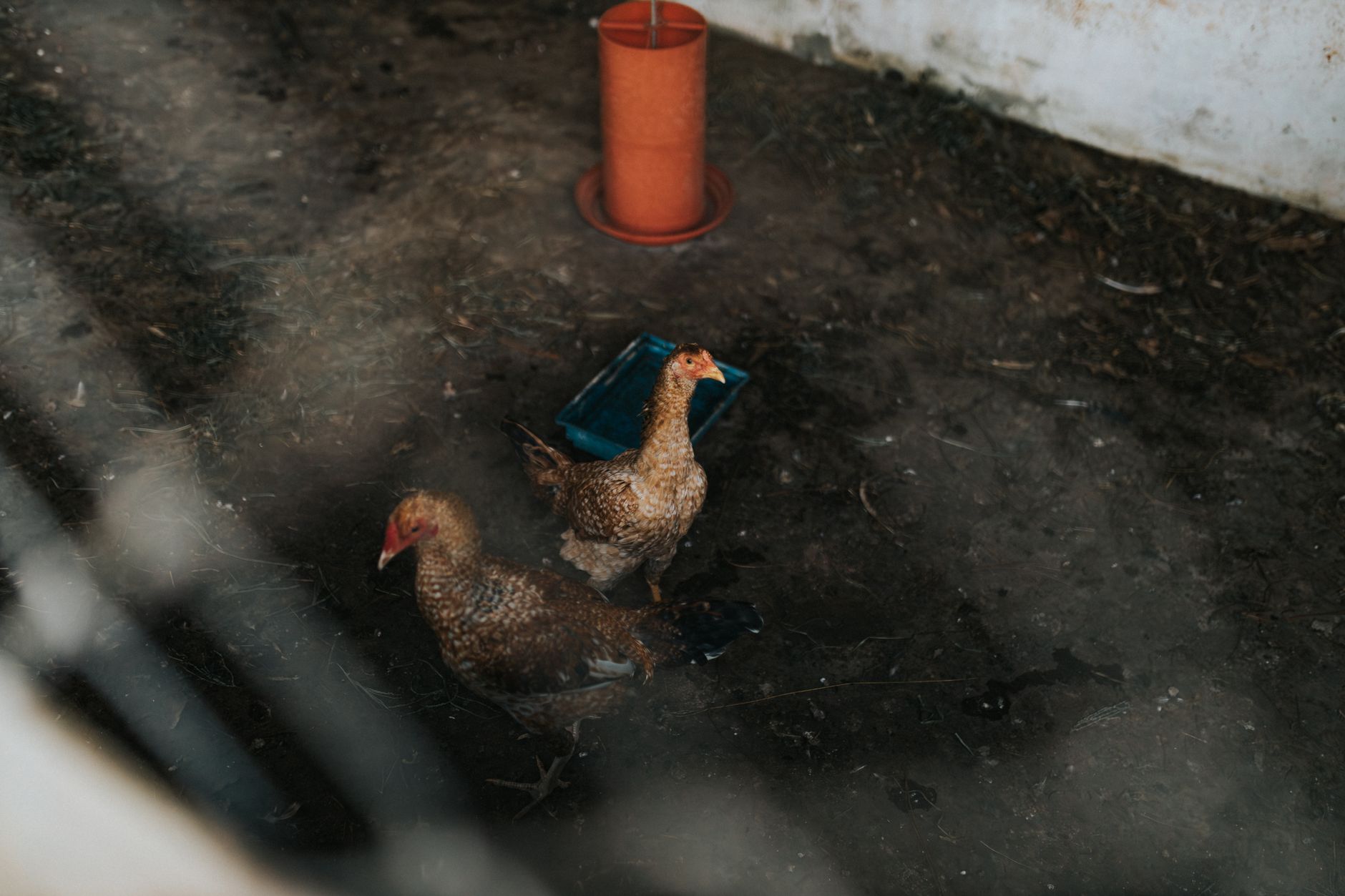 Nitrogen-hungry crops with chicken manure