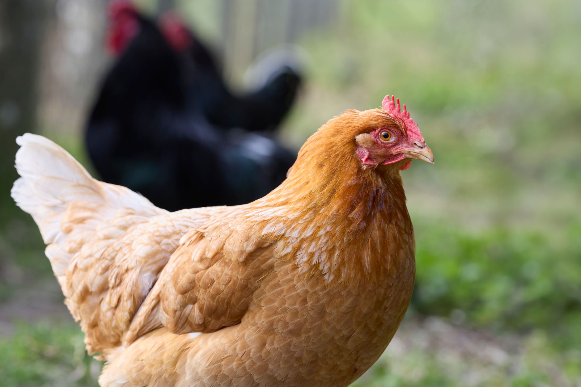Sourcing chicken manure