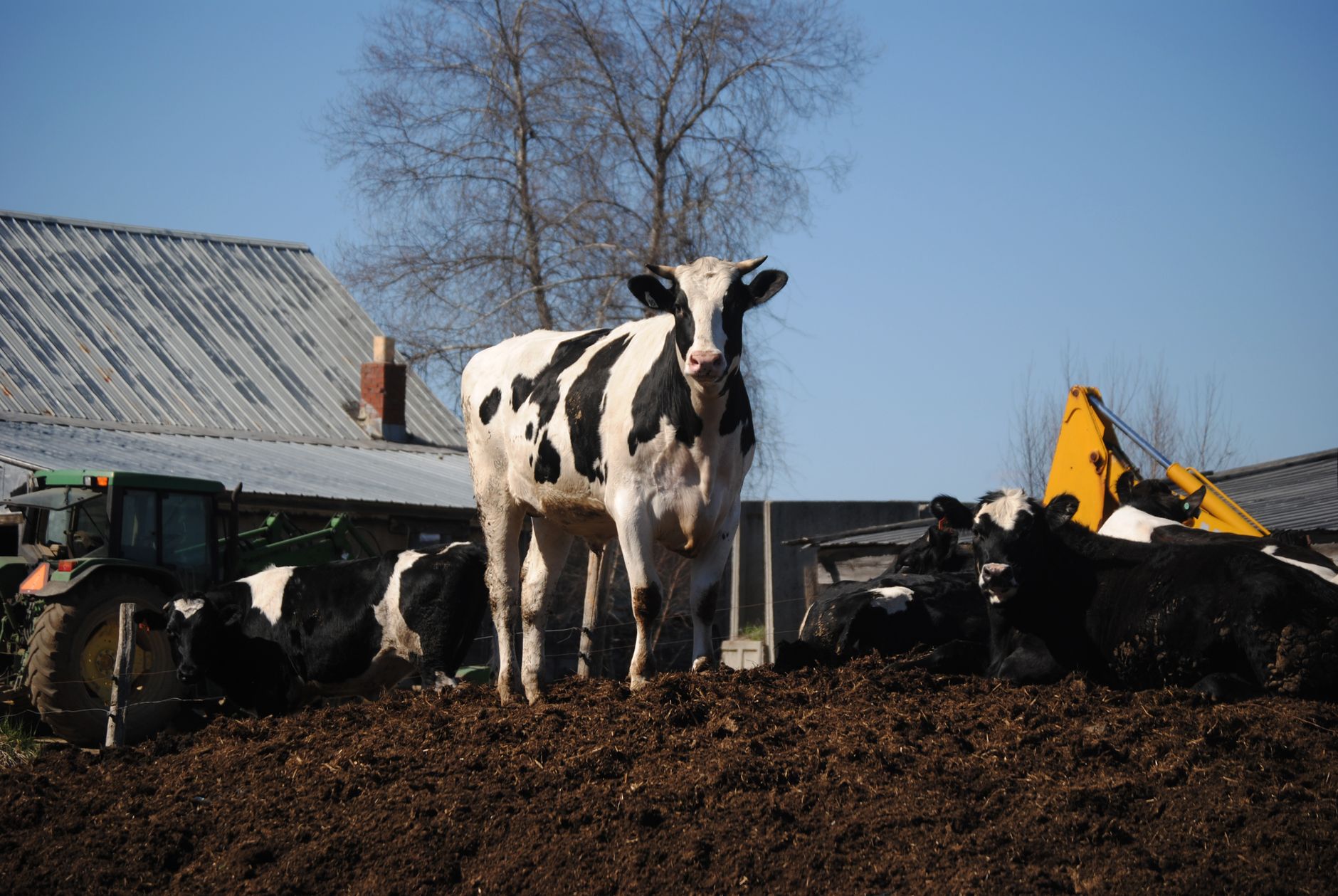 Comparing manure types