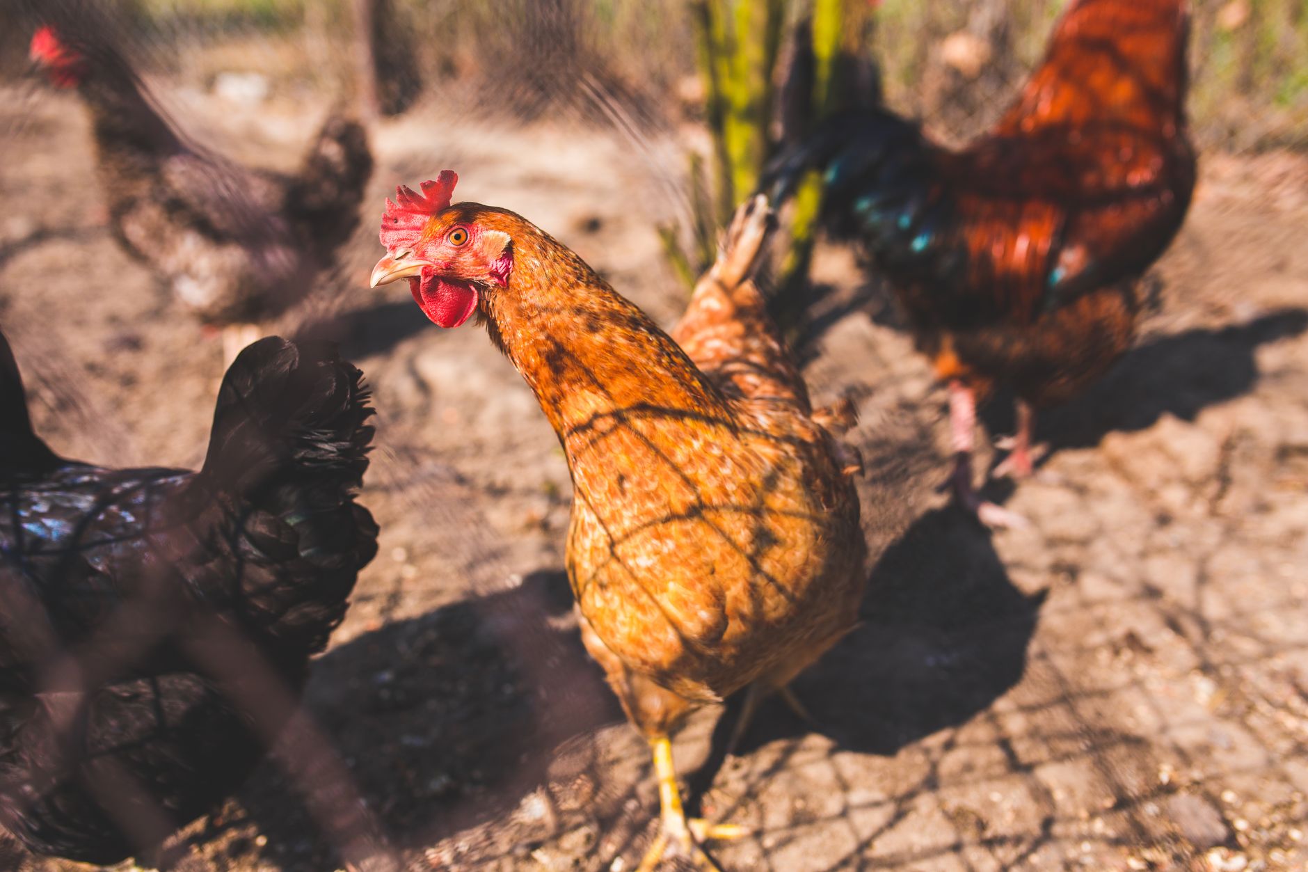 Chicken Run Ideas: Complete Guide to Safe Outdoor Spaces