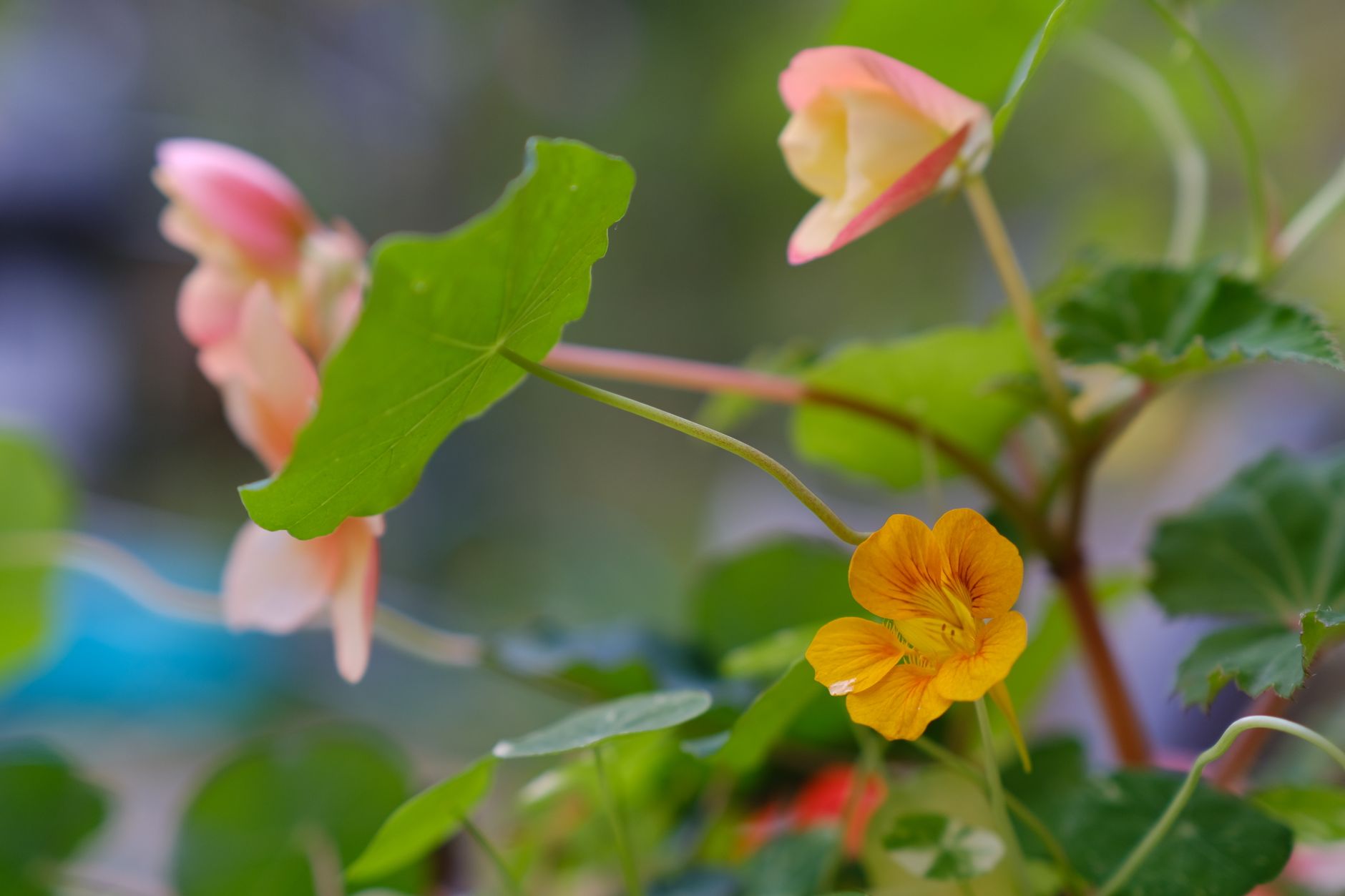 Nasturtiums as a trap crop