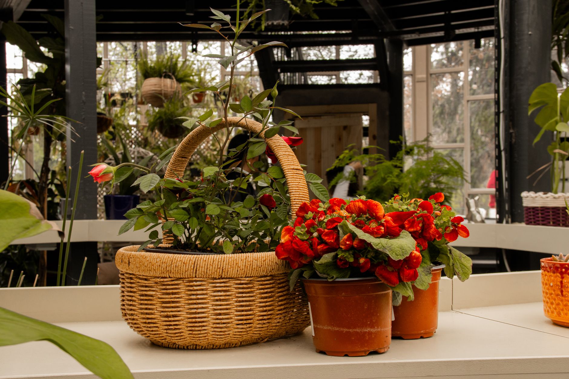 Containers sized to different plants
