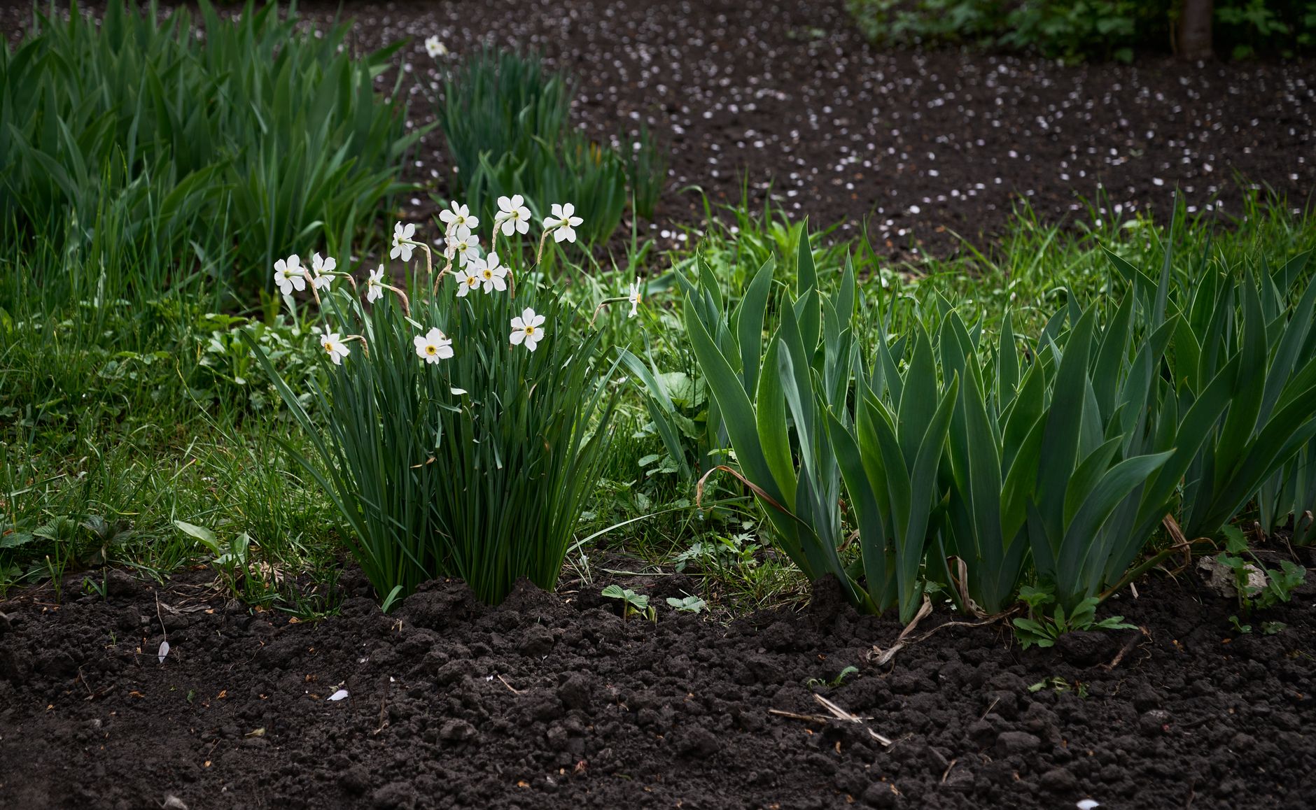 Soil preparation