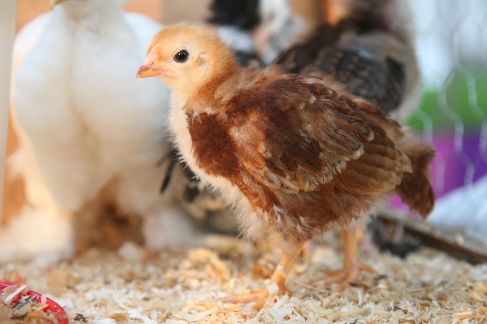 Deep Litter Method: Complete Guide to Natural Coop Management