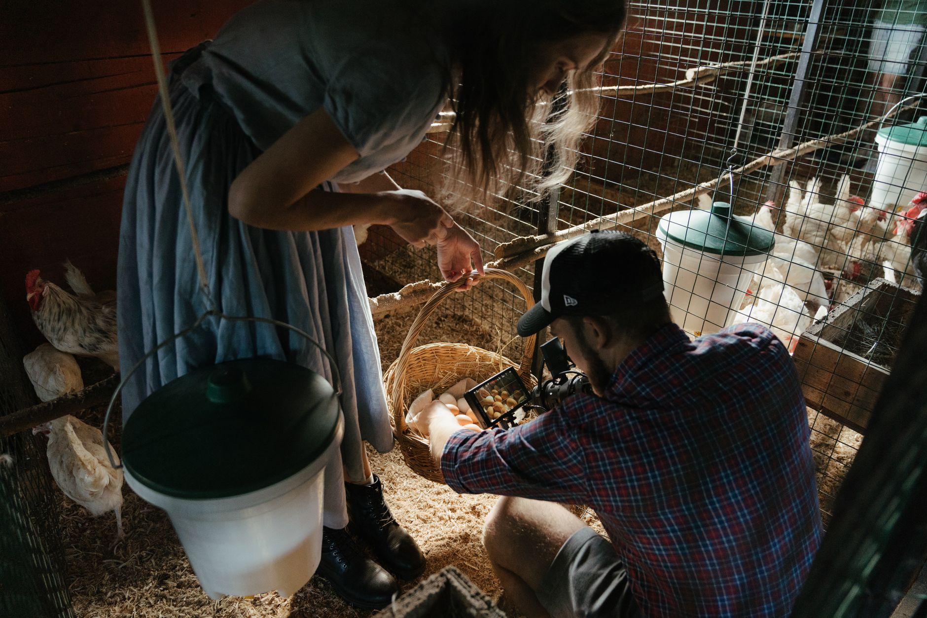 Egg formation in hens