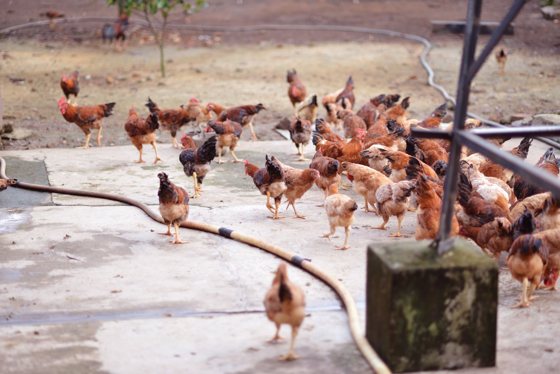 Rooster with flock