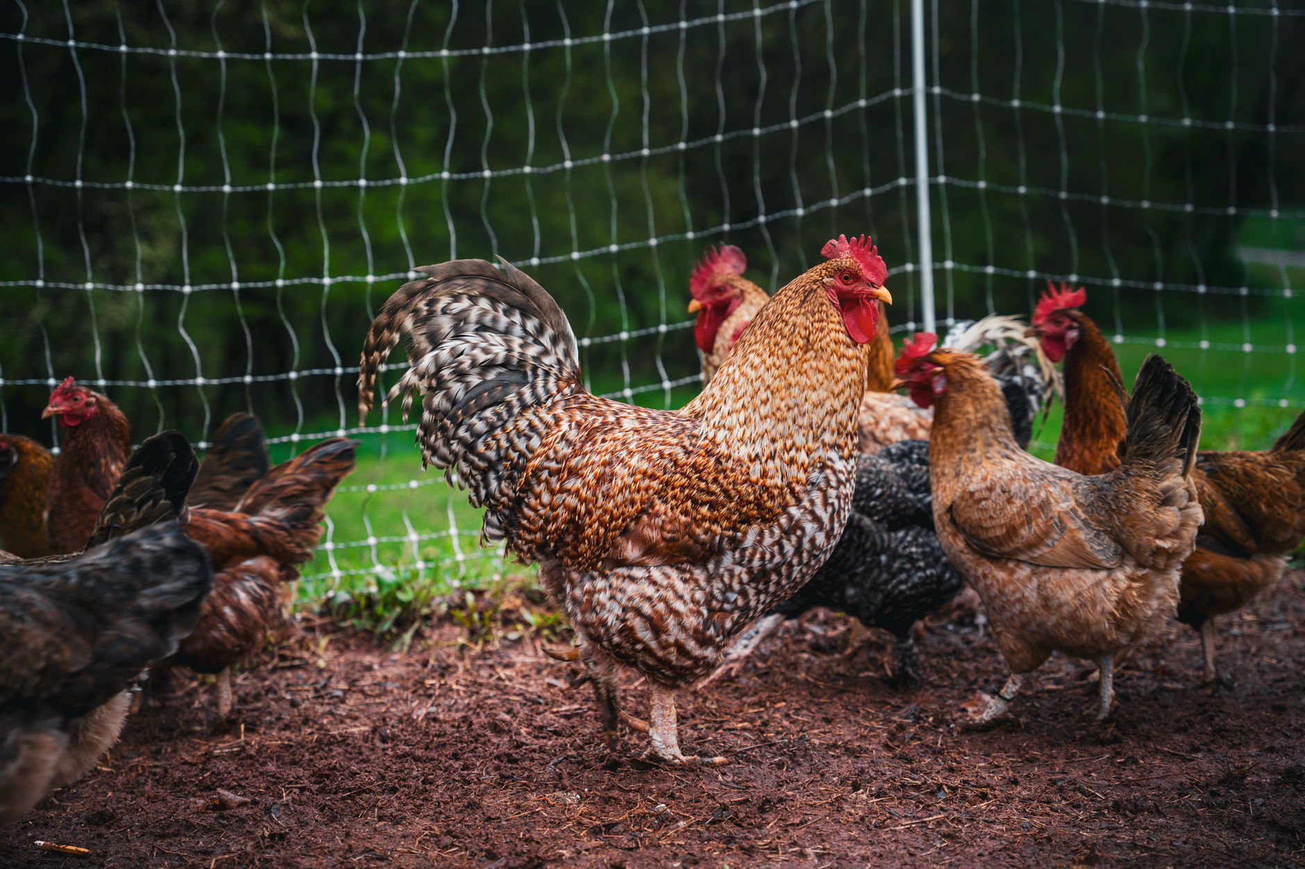 Rooster protecting flock