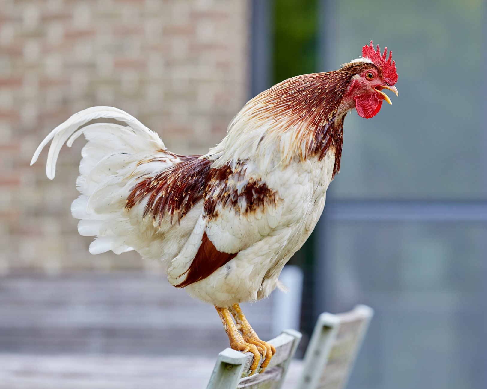Rooster crowing