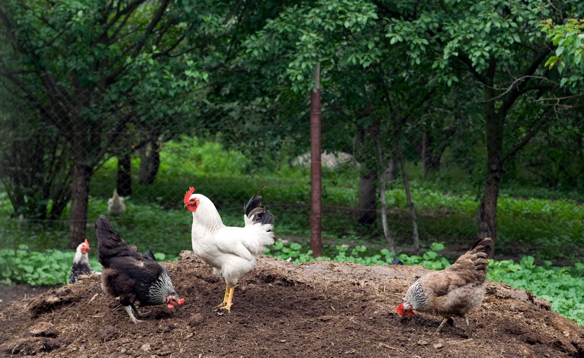 Hen-to-rooster ratio