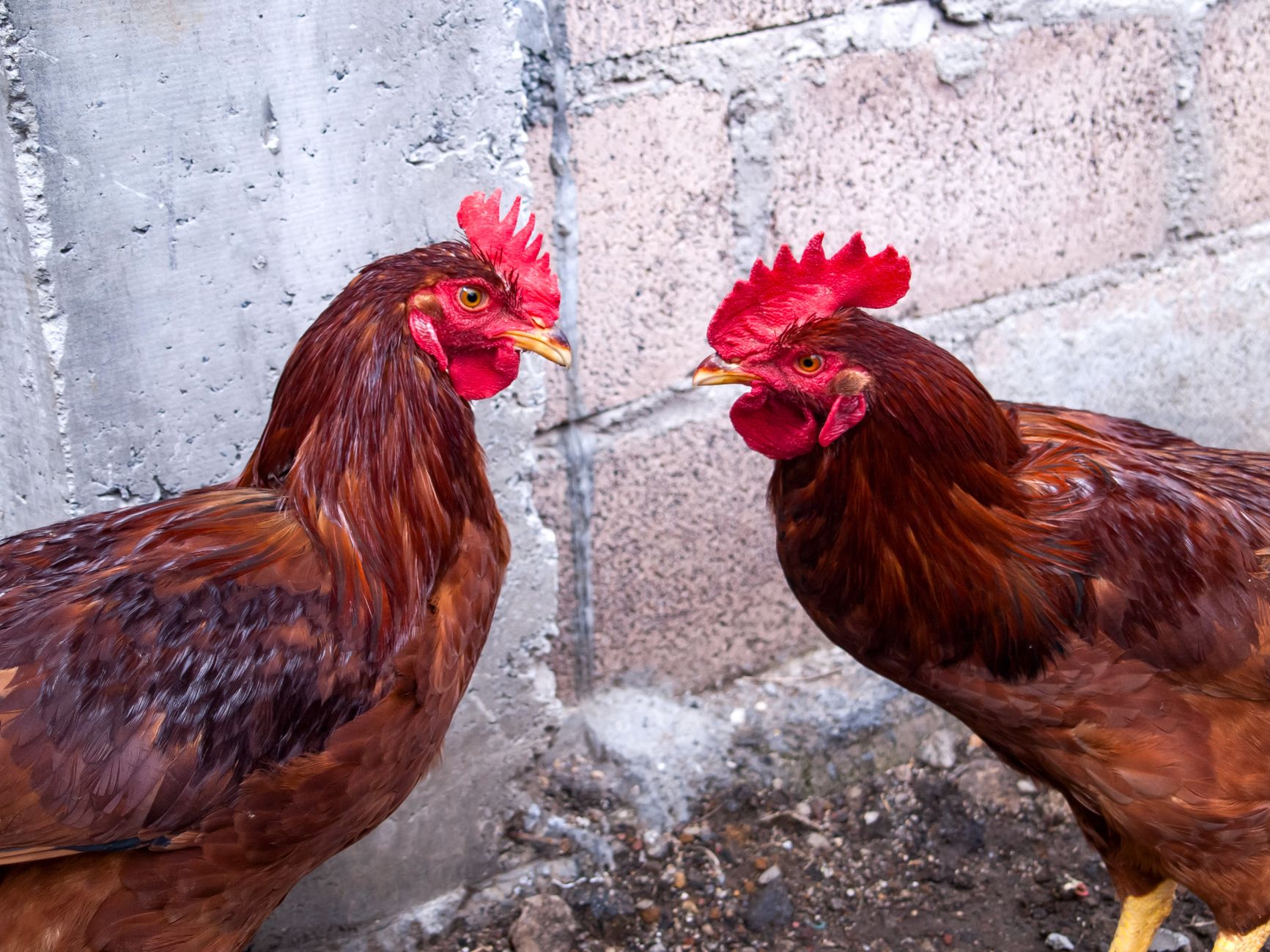 Decision on rooster