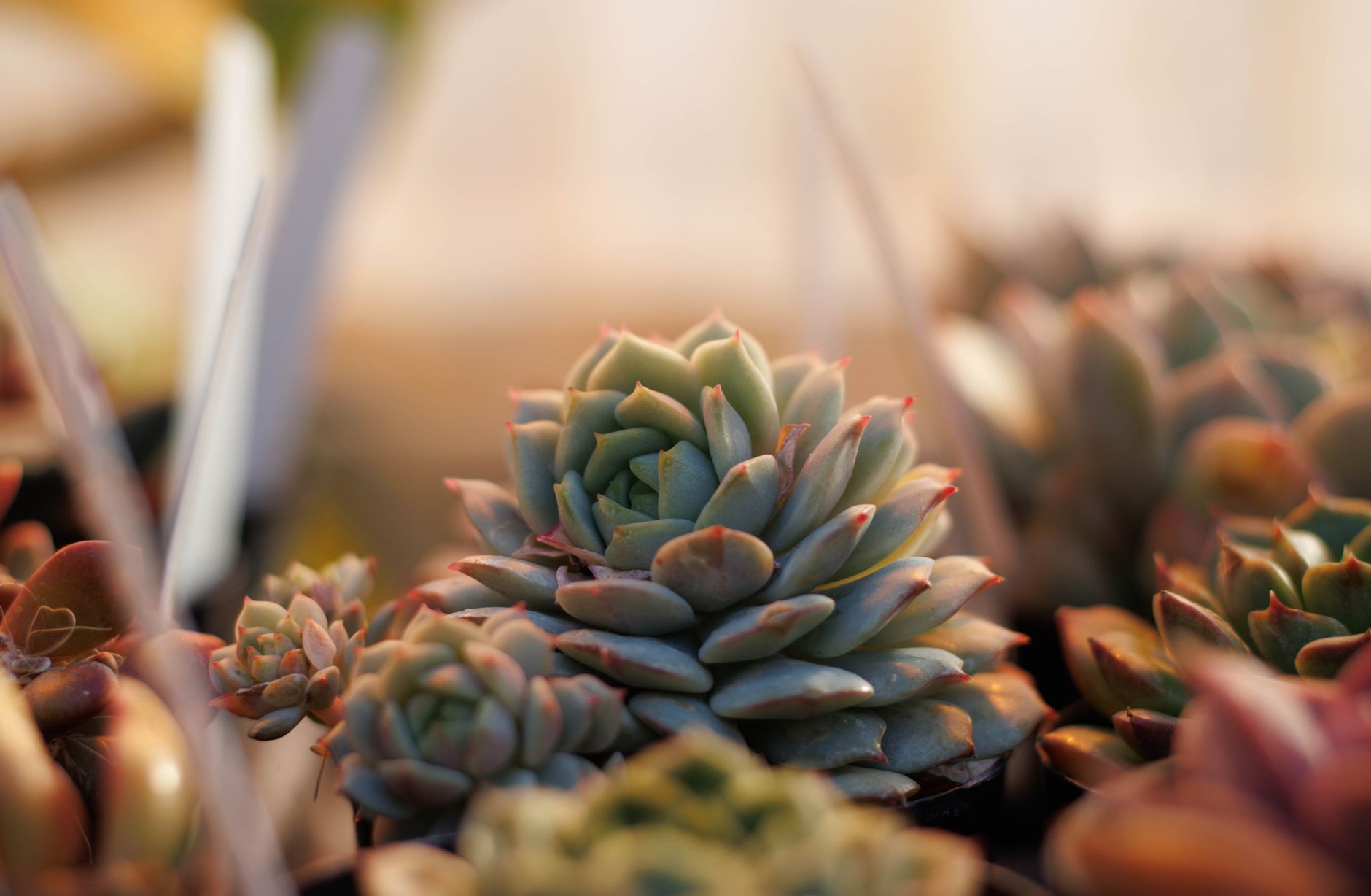 Drought tolerance