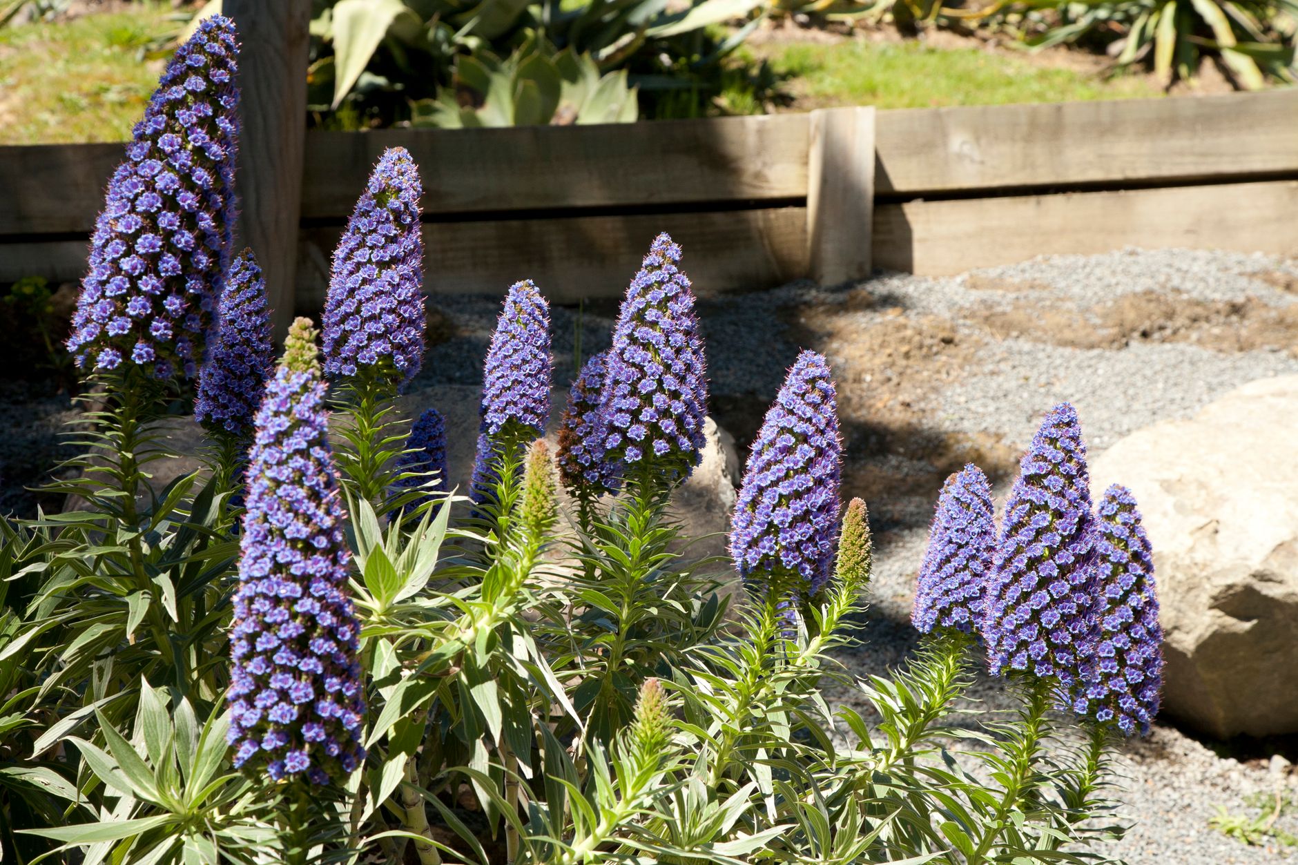 Drought-tolerant perennials
