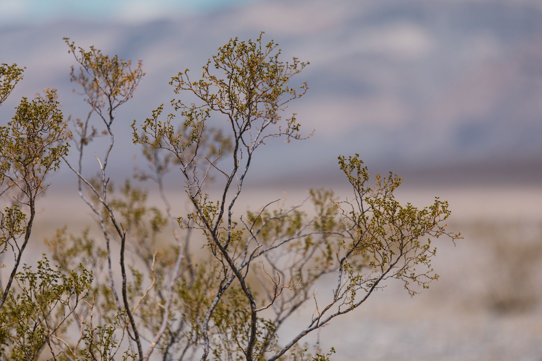 Drought-tolerant shrubs