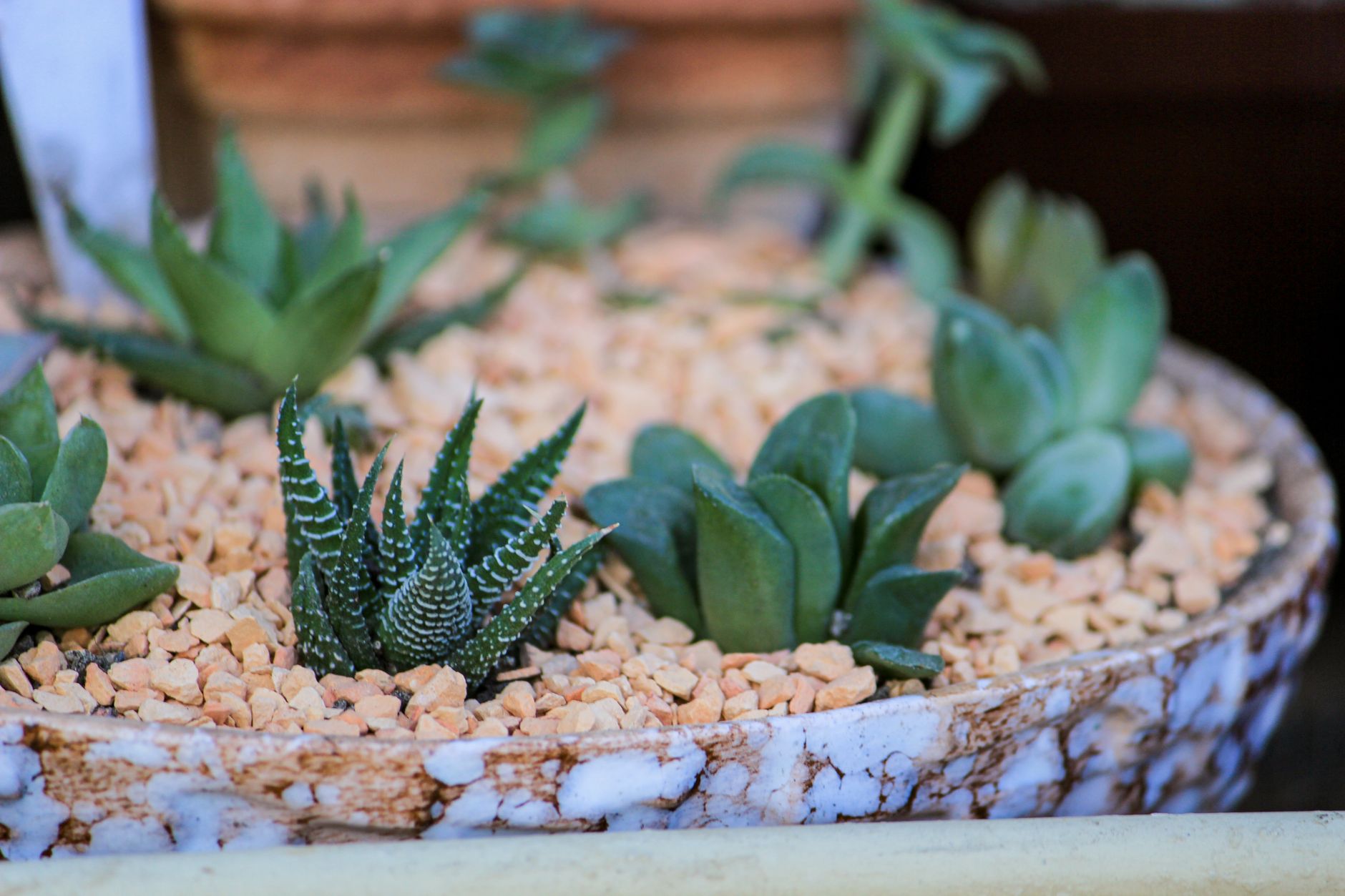 Succulents