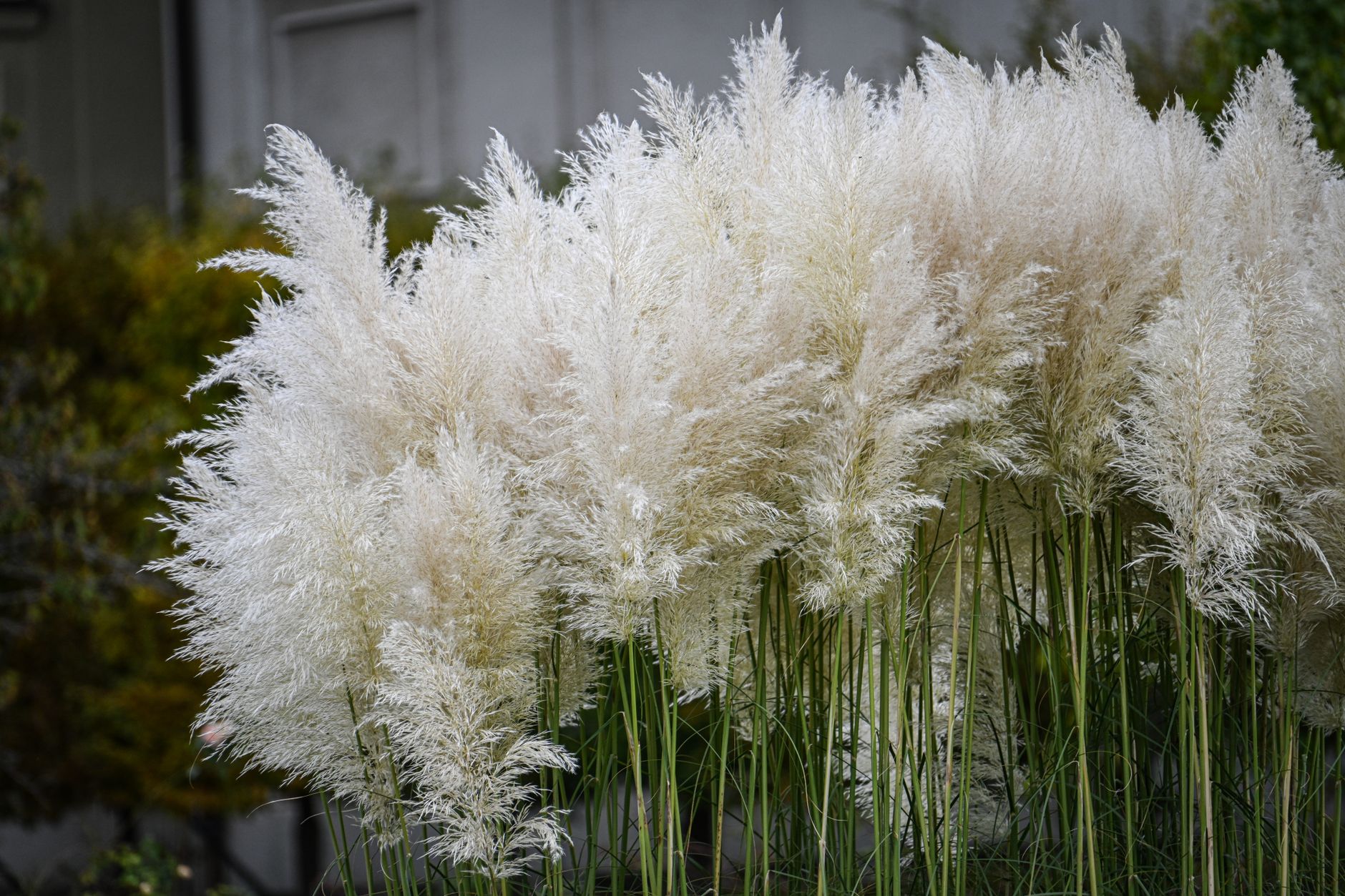 Ornamental grasses