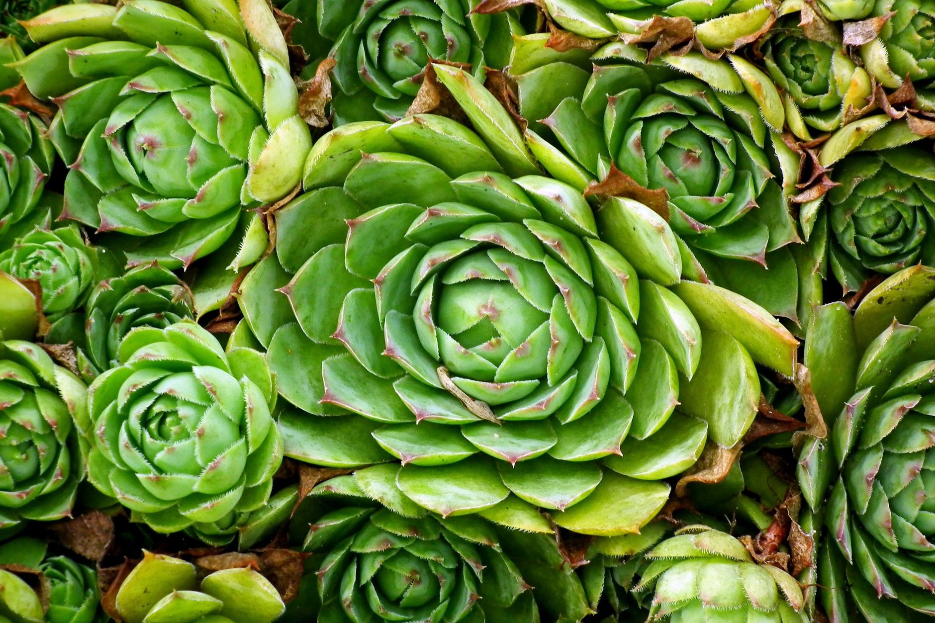 Ground covers
