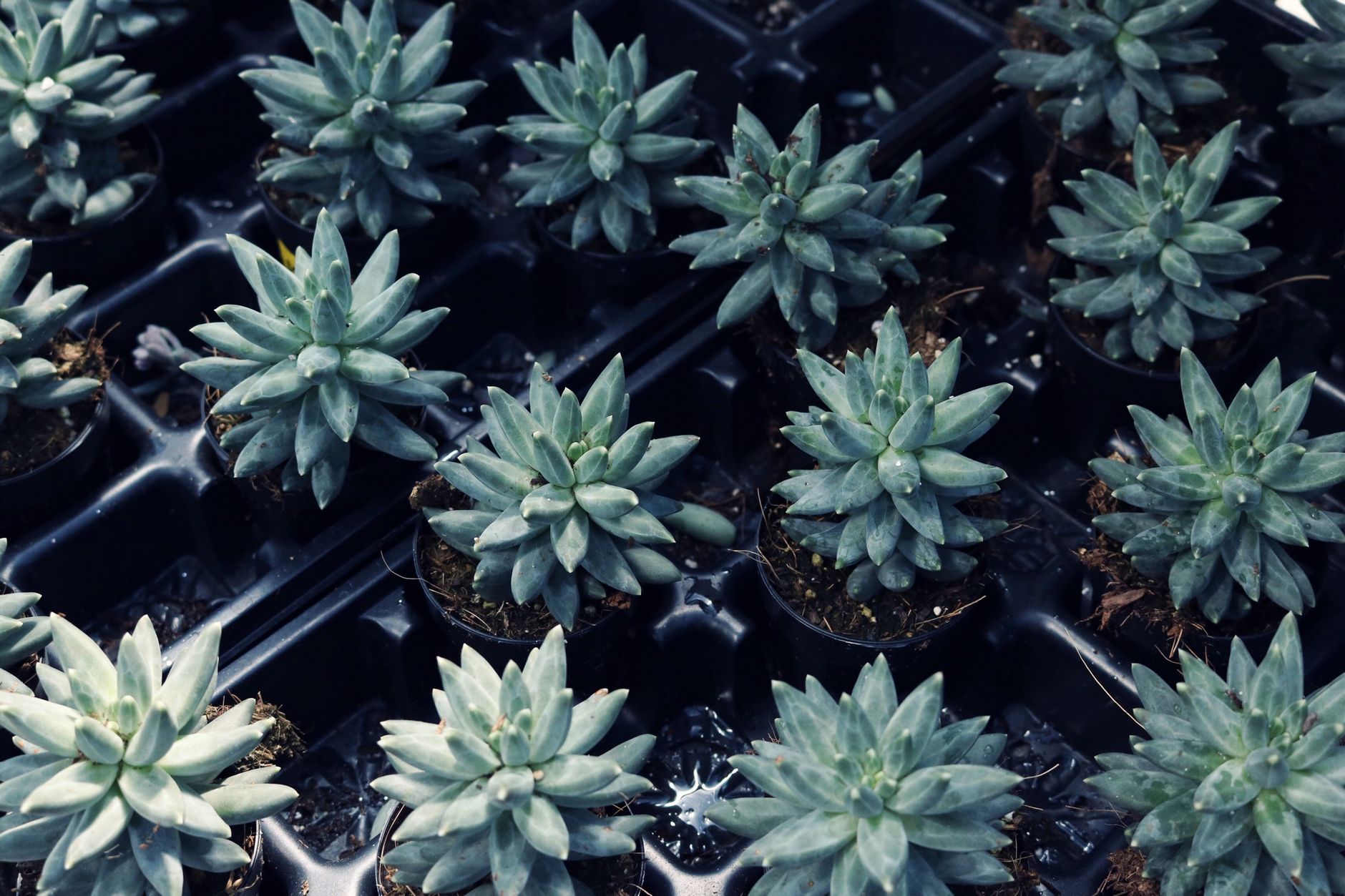 Planting tips